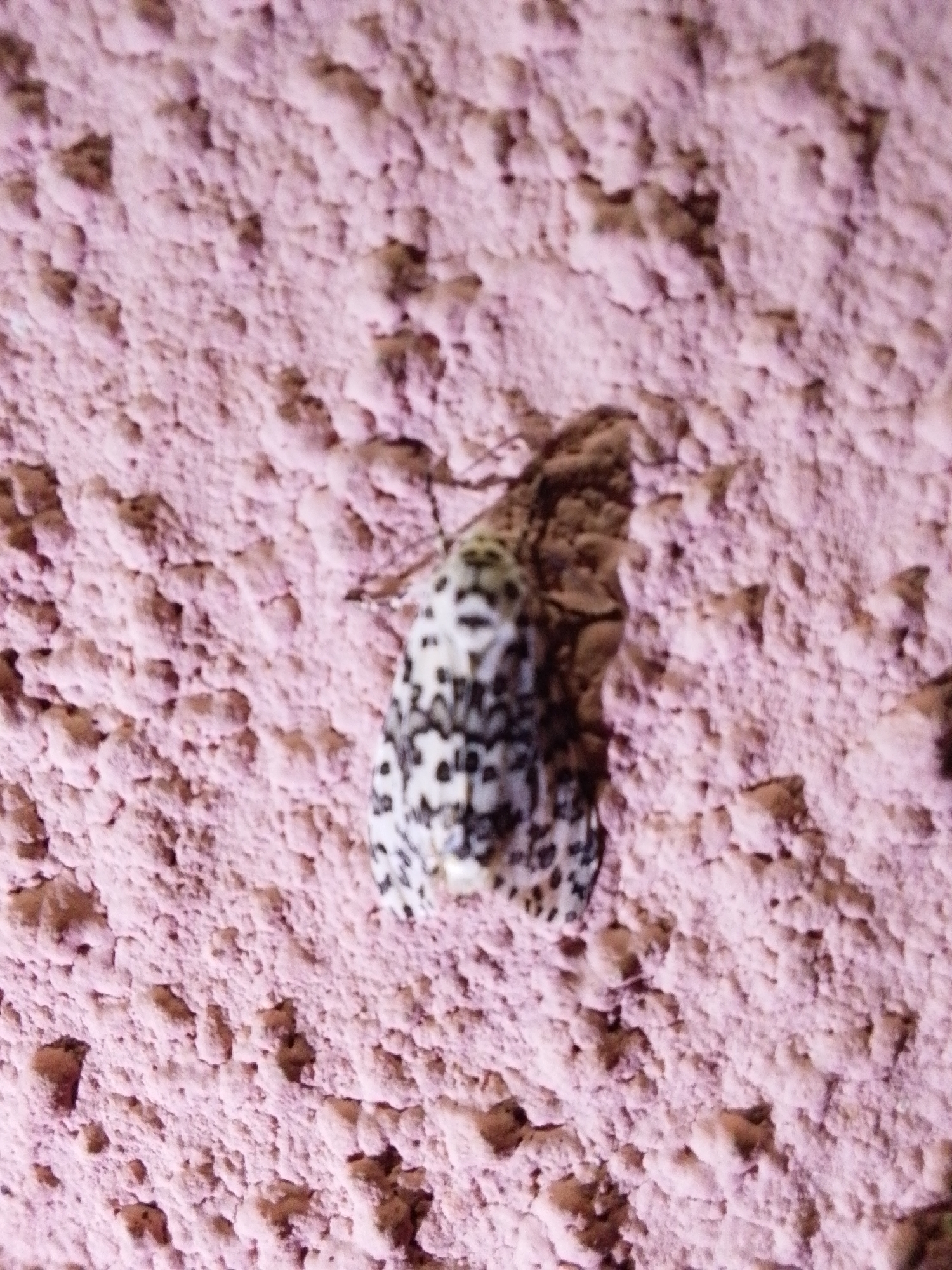A moth with black and white markings is resting on a textured, pink wall. The wall's surface is rough with visible bumps and crevices. The moth is positioned in the center of the image, facing towards the left. Its wings are folded, revealing a pattern of irregular black spots on a white background. The background is a solid pink color, with variations in shade due to the texture of the wall. No other objects or individuals are visible in the frame.