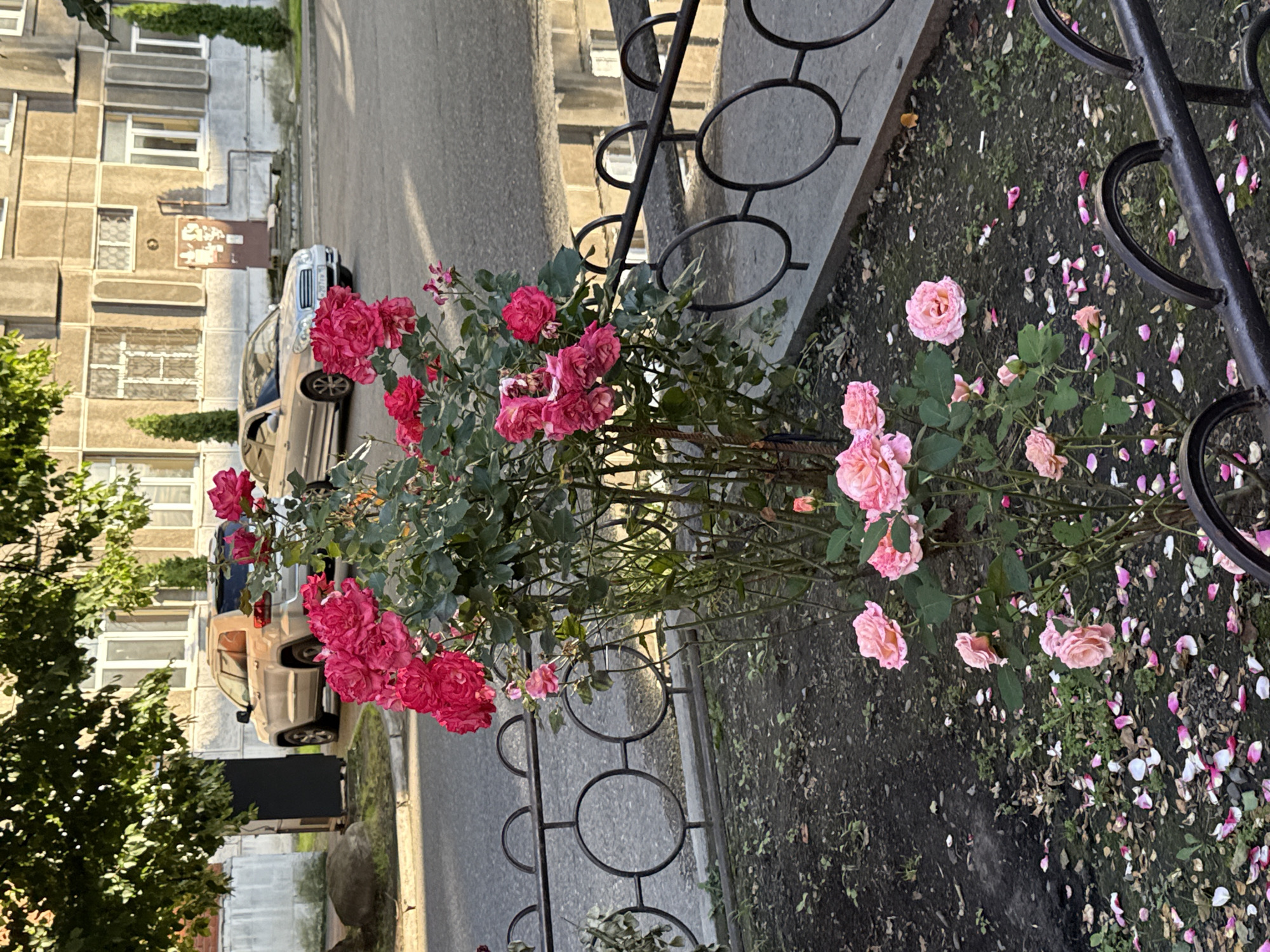 The image depicts a close-up view of rose bushes with vibrant pink and lighter pink blooms, some in full bloom and others as buds. Rose petals are scattered on the dark, earthy ground beneath the bushes, suggesting a natural setting where flowers are shedding. A black metal fence with a circular decorative pattern runs along the right side of the frame, bordering the area where the roses are growing. In the background, a light-colored car is parked on an asphalt road, adjacent to a multi-story building with a textured, beige facade and numerous windows. The building's architecture suggests an urban or suburban environment, possibly residential. The lighting in the image indicates it was taken during daylight, with shadows casting a soft, warm glow, potentially suggesting late afternoon or early morning. The overall scene evokes a sense of natural beauty intertwined with a man-made environment, creating a tranquil and slightly melancholic atmosphere due to the fallen petals. The context of Assinovskaya, Russia, places the scene in a specific geographical location, though no explicit landmarks identify it. There is no visible text in the image.