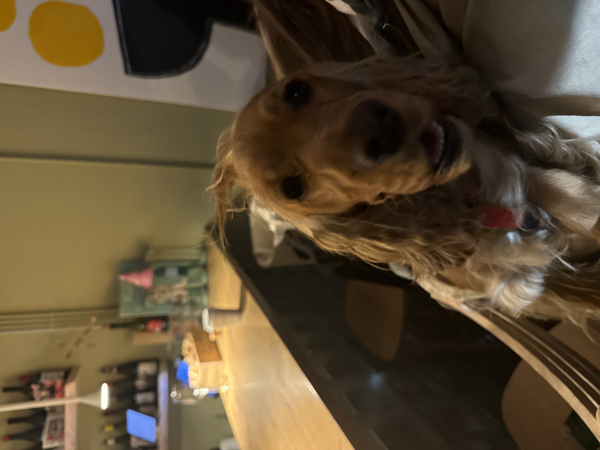 The central subject of the image is a friendly-looking, medium-sized dog with golden-brown, wavy fur, closely resembling a Cocker Spaniel. Its face is positioned prominently, looking directly at the camera with dark, expressive eyes, a black nose, and a slightly open mouth revealing a pink tongue, suggesting curiosity or a happy disposition. A small red tag or ornament is visible on its collar.
The scene is indoors, likely a cozy establishment such as a bar, restaurant, or a home living area in Belgrade, Serbia. The lighting is warm and artificial, contributing to a comfortable ambiance. The dog appears to be resting on or next to a person or furniture, with a light-colored fabric partially visible behind its head.
In the background, various elements suggest the indoor setting. To the upper left (when the image is correctly oriented), a wall features a large black shape with two distinct yellow oval shapes against a white background, possibly an abstract piece of artwork or a decorative sign. Further back, shelves are visible, stocked with numerous bottles, suggesting a bar or wine rack. A wooden counter or table surface occupies the midground. Other blurred background details include a small framed item with pink and blue colors on a distant wall, and a blue glow that might be a digital screen or light source. There is no clearly discernible text in the image.
