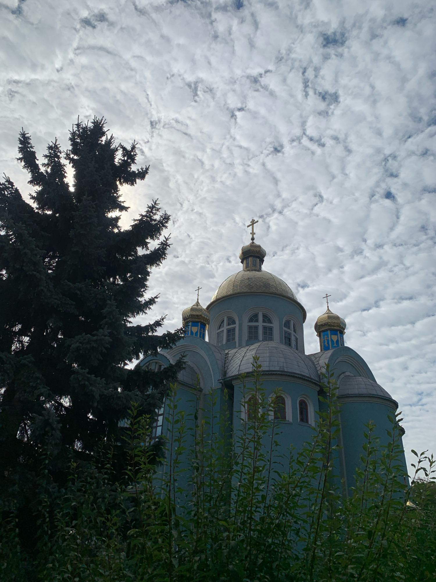 The image shows a light blue Orthodox church with golden domes and crosses against a cloudy sky. The church has arched windows and is partially obscured by a large dark green fir tree on the left and leafy green plants in the foreground. The photo is taken from a low angle, looking up at the church. The location is identified as the Holy Resurrection Cathedral in Kolomyia, Ukraine. No people are visible in the image.