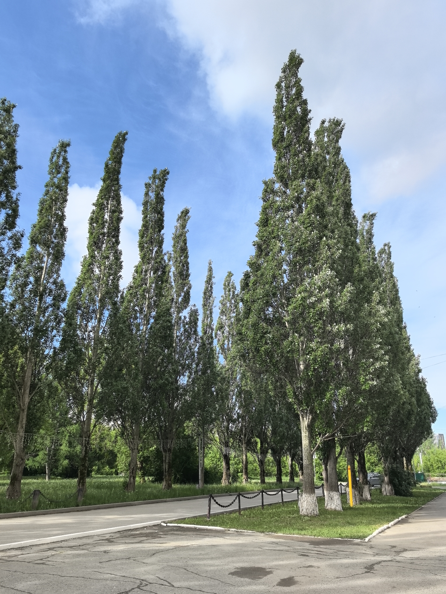 The image depicts a row of poplar trees lining a street in Perm, Russia, under a partially cloudy blue sky. The trees vary in height and density, some with trunks painted white at the base. A paved road runs along the left side of the trees, with a curb separating it from a grassy area. A decorative chain fence runs alongside the trees. Another paved area is visible on the right side of the trees, adjacent to a grassy strip. In the background, additional trees and a glimpse of a building can be seen. No people are visible in the scene.