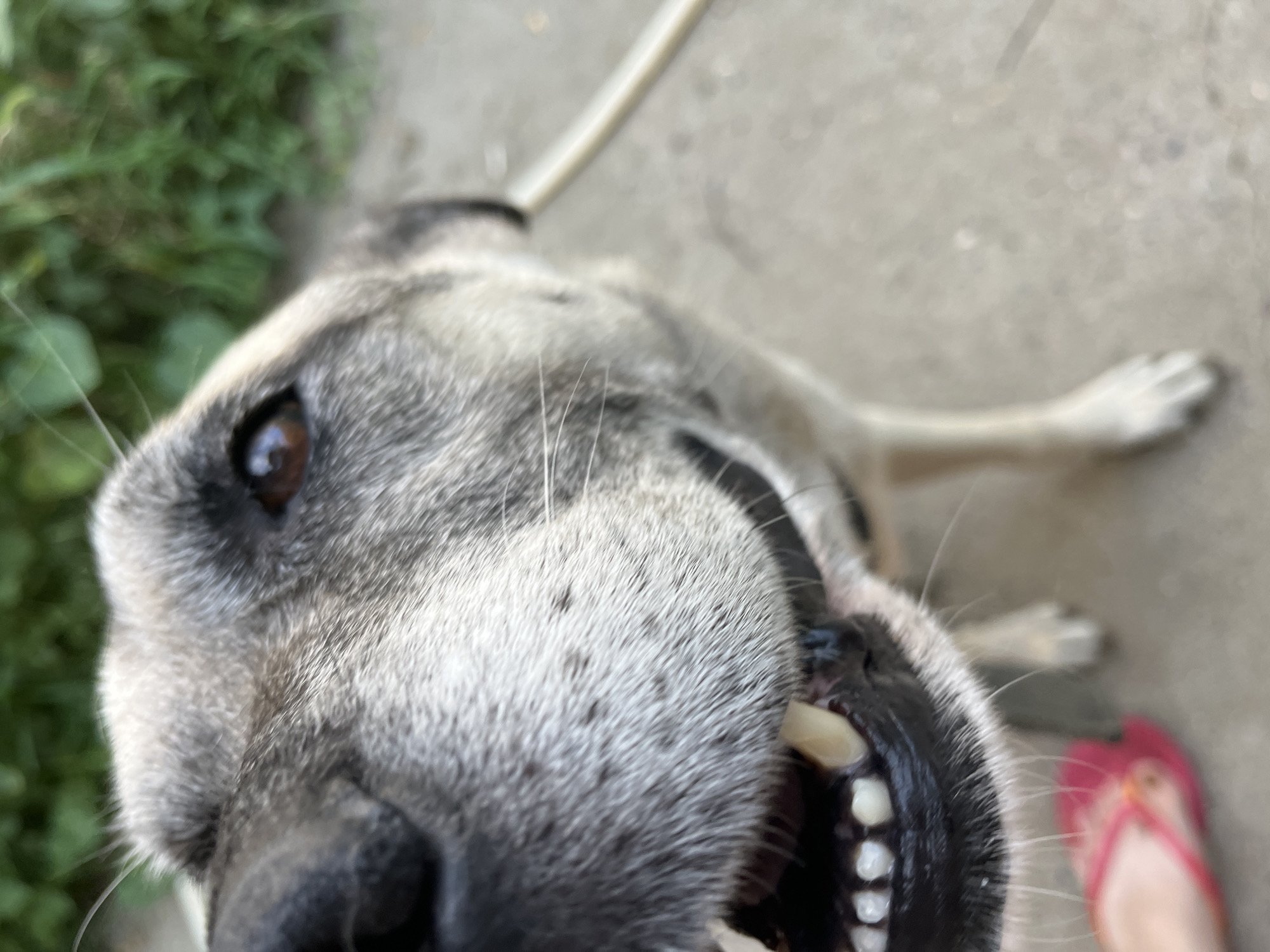 A close-up, low-angle, eye-level shot captures a dog's face in the foreground, with its snout and open mouth filling most of the frame. The dog, appearing to be a medium to large breed with grey and black fur, has its mouth open, revealing its teeth and dark gums. Its brown eye is visible, looking slightly off-camera. In the lower left corner, a human foot wearing a pink flip-flop is partially visible, seemingly interacting with the dog. The background is blurred, showing green foliage and a concrete ground surface, suggesting an outdoor setting. There is a thin, light-colored rod running horizontally through the mid-right of the frame. The scene is set in Krasnyye Barrikady, Russia.