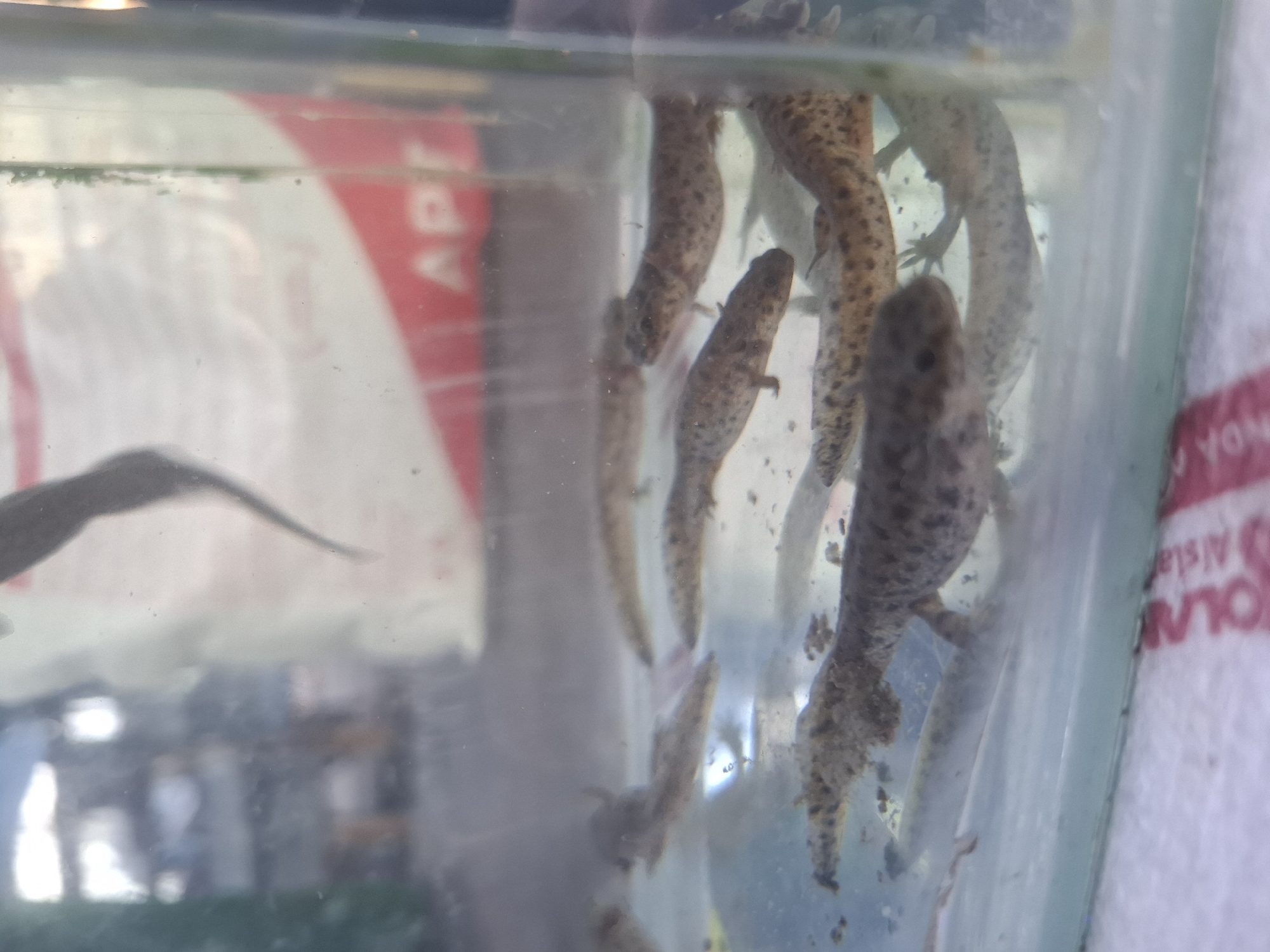 The image shows several salamanders swimming in a shallow glass container. The salamanders have mottled brown and gray skin and are of various sizes. Some are oriented horizontally, while others are angled upwards. The container is filled with water and what appears to be a sandy substrate at the bottom. In the background, out of focus, is a red and white graphic with the letters "APT" visible, suggesting a commercial or informational display. The lighting appears to be from above and slightly to the side, casting some shadows within the container. The scene is likely an exhibit or a place where these aquatic creatures are kept for observation or sale.