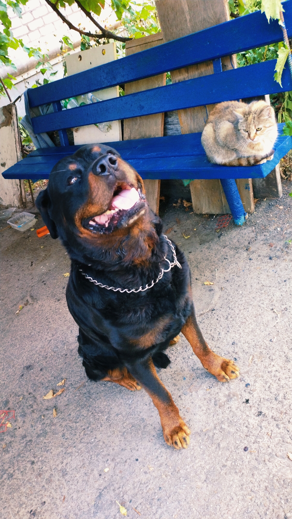A Rottweiler dog is in the foreground, sitting on the ground and looking up with its mouth open. A cat is sitting on a blue wooden bench in the background. The scene appears to be outdoors, possibly in a yard or park, with vegetation visible. There are some discarded items on the ground near the dog. The location is stated to be Horishni Plavni, Ukraine.