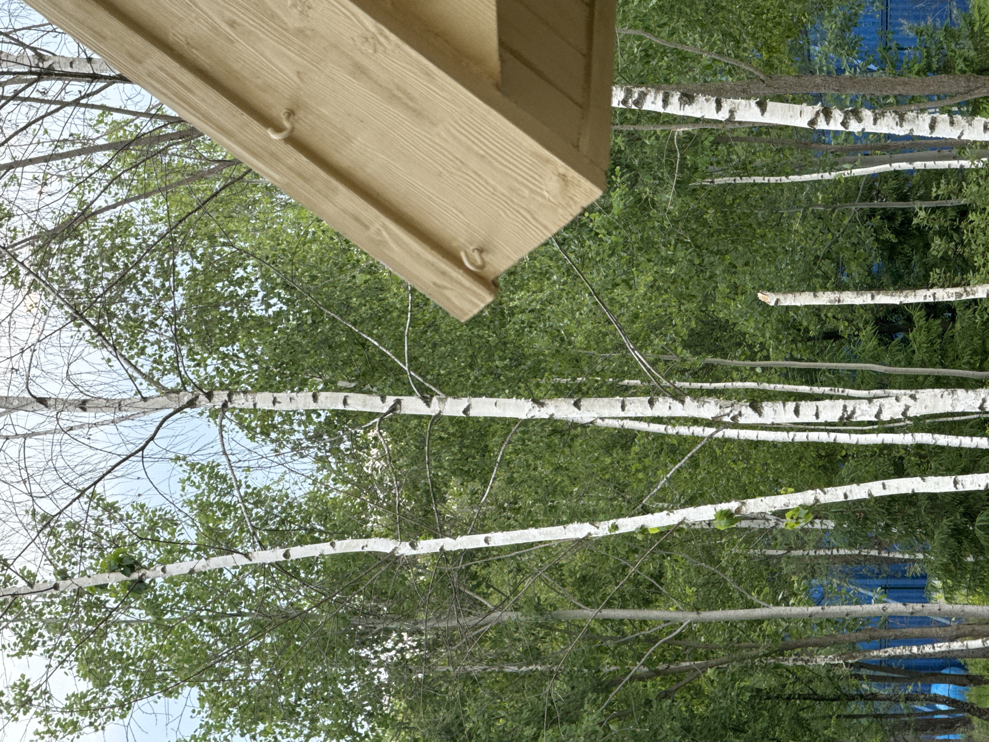 In this high-angle shot, a wooden eave is in the foreground, angled from the top right corner and extending towards the bottom left. Behind it, a dense forest of birch and other trees fills the background. The birch trees are characterized by their white bark with dark markings. The foliage is a vibrant green, suggesting a summer or late spring setting. A bright blue structure, possibly a fence or building, is partially visible through the trees in the lower left quadrant of the image. The sky above is overcast and a pale blue. There are no people or animals visible in the scene. The scene appears to be in a natural environment, likely a park or wooded area, potentially on the outskirts of a city given the presence of the blue structure. The image does not contain any specific landmarks or architectural details that would allow for precise identification of its location within Moscow, Russia.