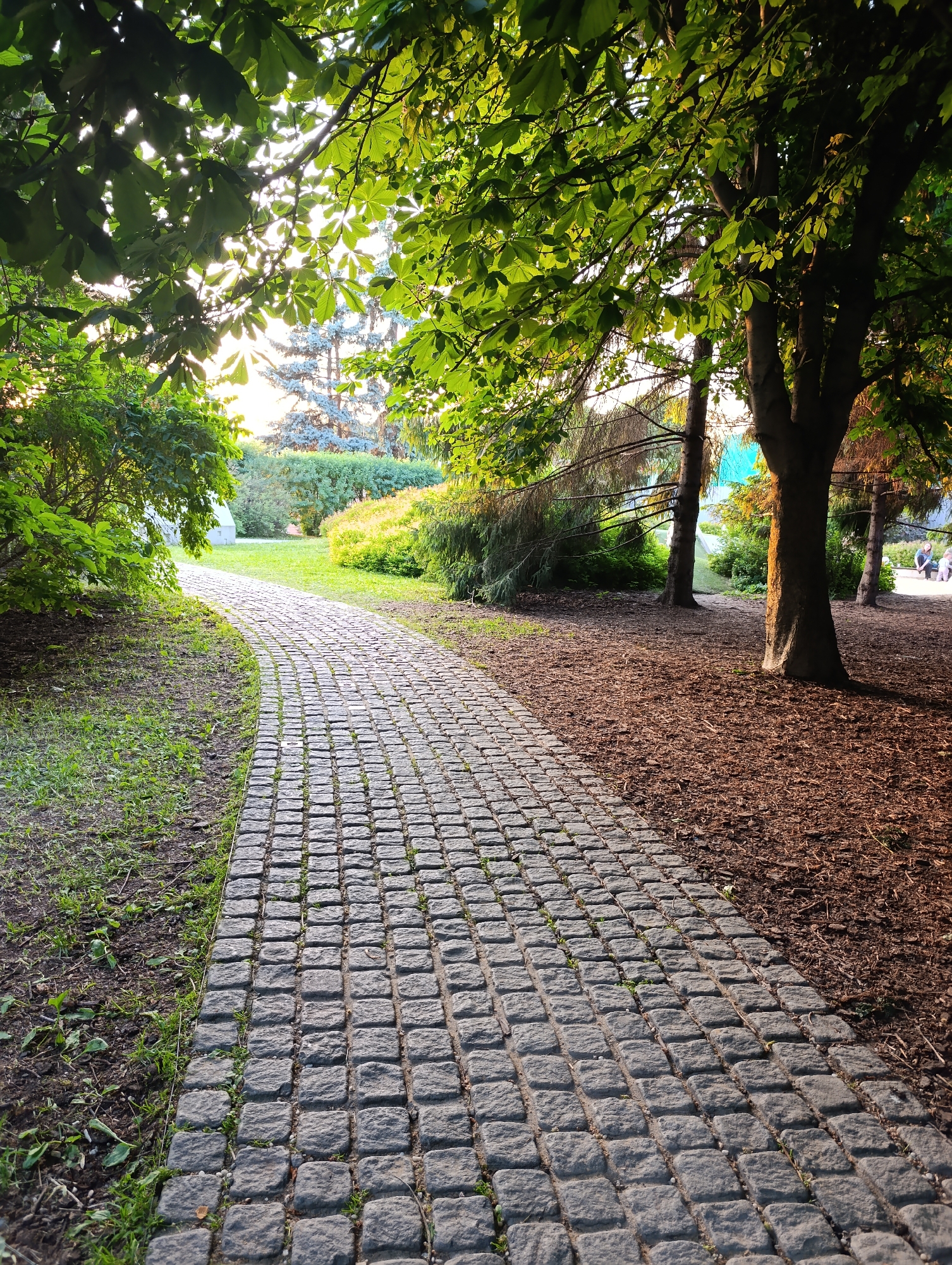 This image captures a winding cobblestone path within a park in Moscow, Russia. The path, constructed from irregular grey square paving stones, begins in the foreground and curves gently to the left as it recedes into the distance.
To the immediate left of the path, the ground is covered with green grass, interspersed with patches of soil and sparse vegetation. Further left, a dense arrangement of green deciduous trees and shrubs forms a verdant border. The upper left quadrant is dominated by the canopy of a horse chestnut tree (*Aesculus hippocastanum*), identifiable by its palmate leaves, through which strong sunlight filters, creating bright starbursts and dappled light. In the mid-ground on the left, a portion of a light-colored building or structure is visible behind the foliage.
To the immediate right of the path, the ground is covered in dark brown bark mulch. Several tree trunks, predominantly deciduous, rise from this mulched area; one thick tree trunk stands prominently in the mid-right. The upper right portion of the frame features more green foliage, also illuminated by filtered sunlight.
In the background, beyond a stretch of grass, various trees and shrubs populate the landscape. Several blue-green coniferous trees, consistent with spruce species (*Picea pungens*), are clearly discernible, brightly illuminated by the distant sun. In the far background on the right, two human figures are indistinctly visible; one appears to be seated or crouched, and the other stands nearby. Their features are not identifiable due to distance and resolution.
The lighting indicates a low sun angle, suggesting either early morning or late afternoon, with bright backlighting and strong contrasts between sunlit and shadowed areas.