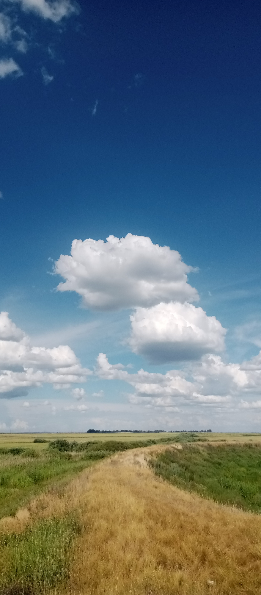This is a vertical, medium-shot photograph of a bright, sunny day with a vast expanse of blue sky and scattered white clouds. The sky occupies the top two-thirds of the frame, with fluffy, cumulus clouds forming in the middle ground, casting soft shadows. The bottom third of the image depicts a rural landscape. A dirt path, highlighted by dry, golden grass, winds through fields of green and yellow vegetation. The path appears to be a well-worn trail, possibly a dike or a levee, separating two grassy areas. In the distance, a low, tree-lined horizon stretches across the frame, with a few small buildings faintly visible. The overall impression is one of a peaceful, open, and natural setting under a clear, summer sky. The scene suggests a warm, possibly late morning or early afternoon, given the bright sunlight and the presence of fluffy clouds, which often form in fair weather. The location appears to be a flat, grassy plain, consistent with the landscape of Marinovka, Kazakhstan. No people, objects, or text are visible in the photograph.