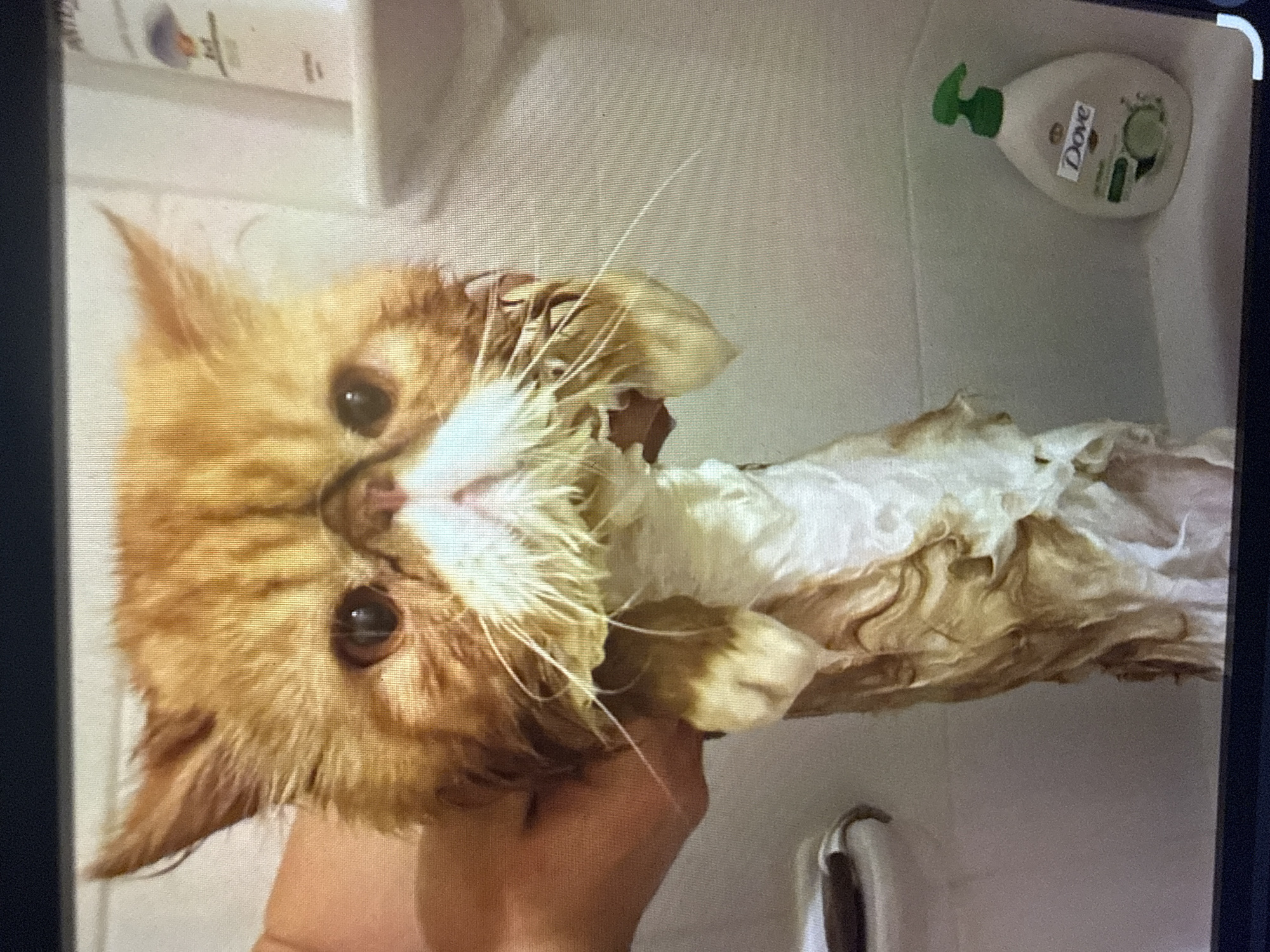 A wet, ginger and white Persian cat is being held in a bathtub. The cat's fur is matted and wet, with soapy water dripping from it. Its eyes are wide and its expression appears distressed. In the background, a bottle of Dove body wash is visible in the tub. The scene takes place in a bathroom, but no specific location in Tbilisi, Georgia can be identified from the image.