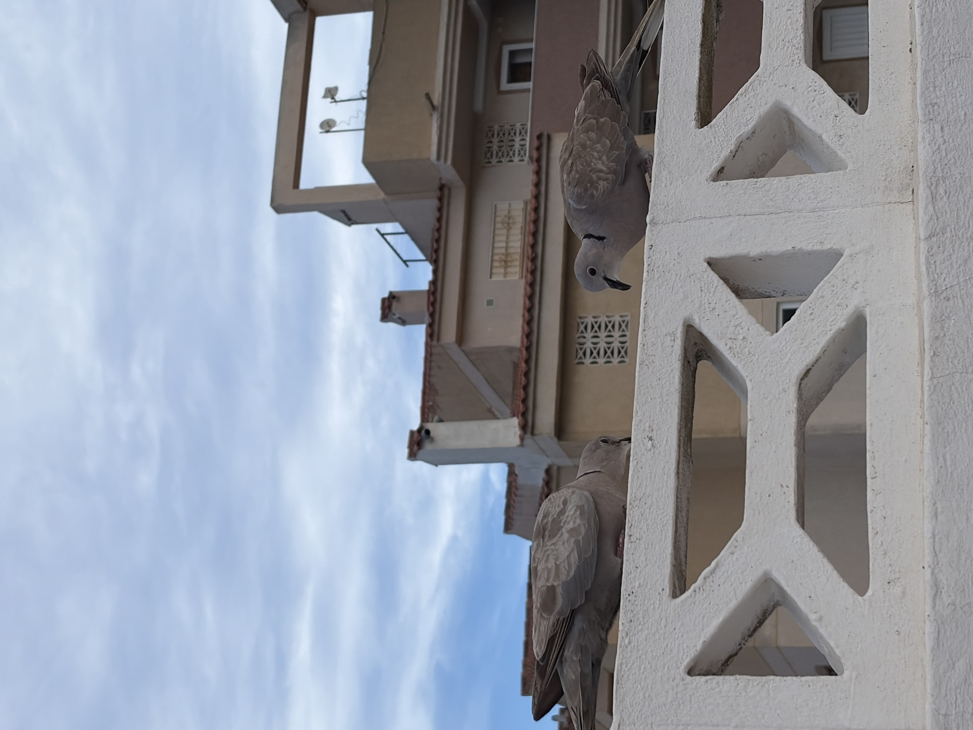 In Torrevieja, Spain, two collared doves perch on a white decorative concrete wall. The bird on the left is mostly visible, with its head down as if foraging or preening. The bird on the right is facing left, its head slightly lowered and its beak near the wall. Behind the wall, a building with terracotta-tiled roofs and beige and pink facades is visible, with some windows and decorative elements. The sky above is cloudy with patches of blue.