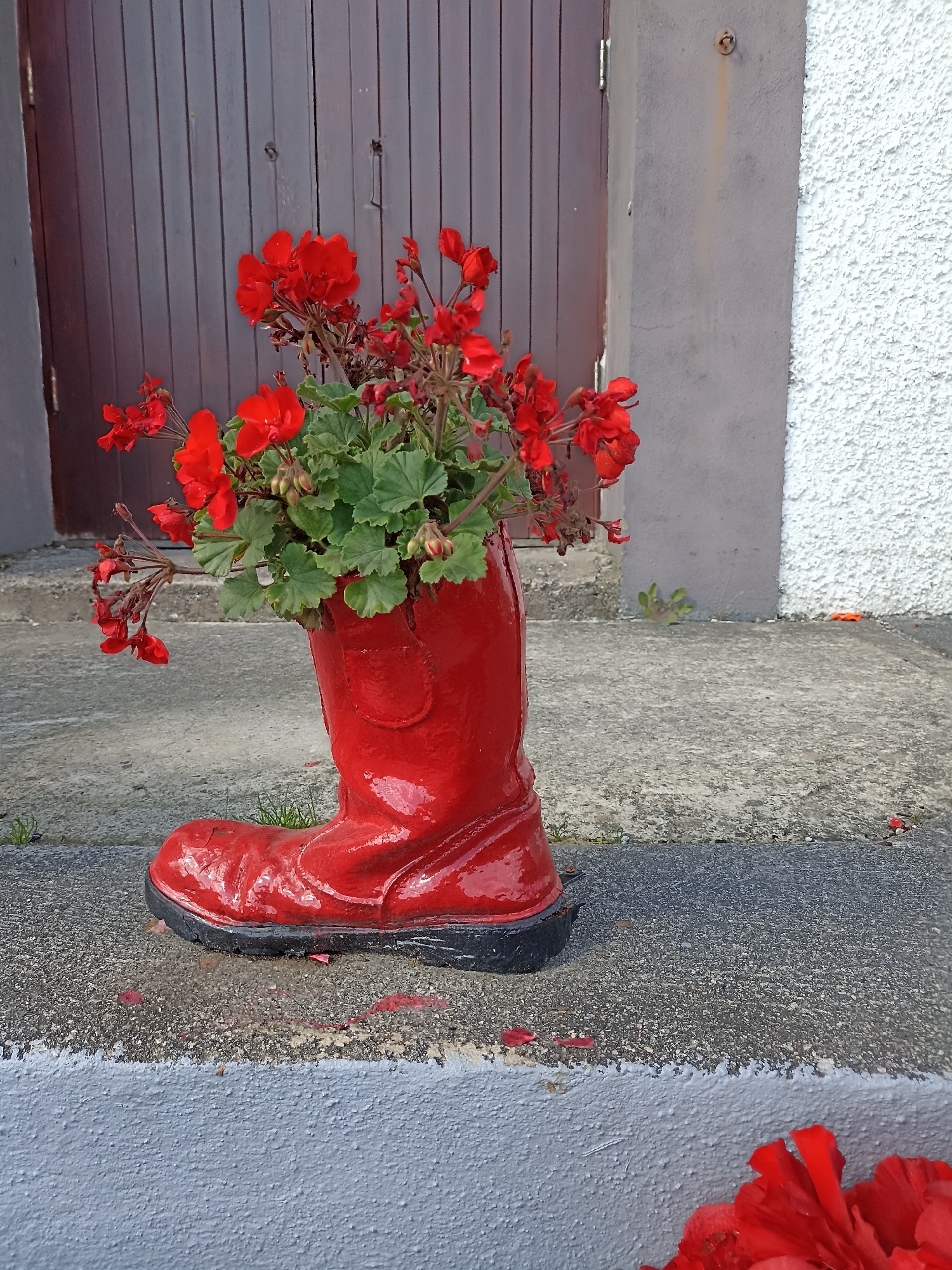 A bright red, ceramic boot planter filled with red geraniums sits on a gray concrete walkway in front of a dark brown wooden door. The boot is worn and appears to be weathered, with some chipping and scuff marks. The geraniums are vibrant and healthy, with green leaves and bright red flowers. The walkway is edged with concrete steps. The background consists of a textured white wall and a gray concrete pillar. The scene suggests a garden or outdoor decorative element, possibly in a residential or commercial area. The overall impression is one of charming, unconventional decoration.