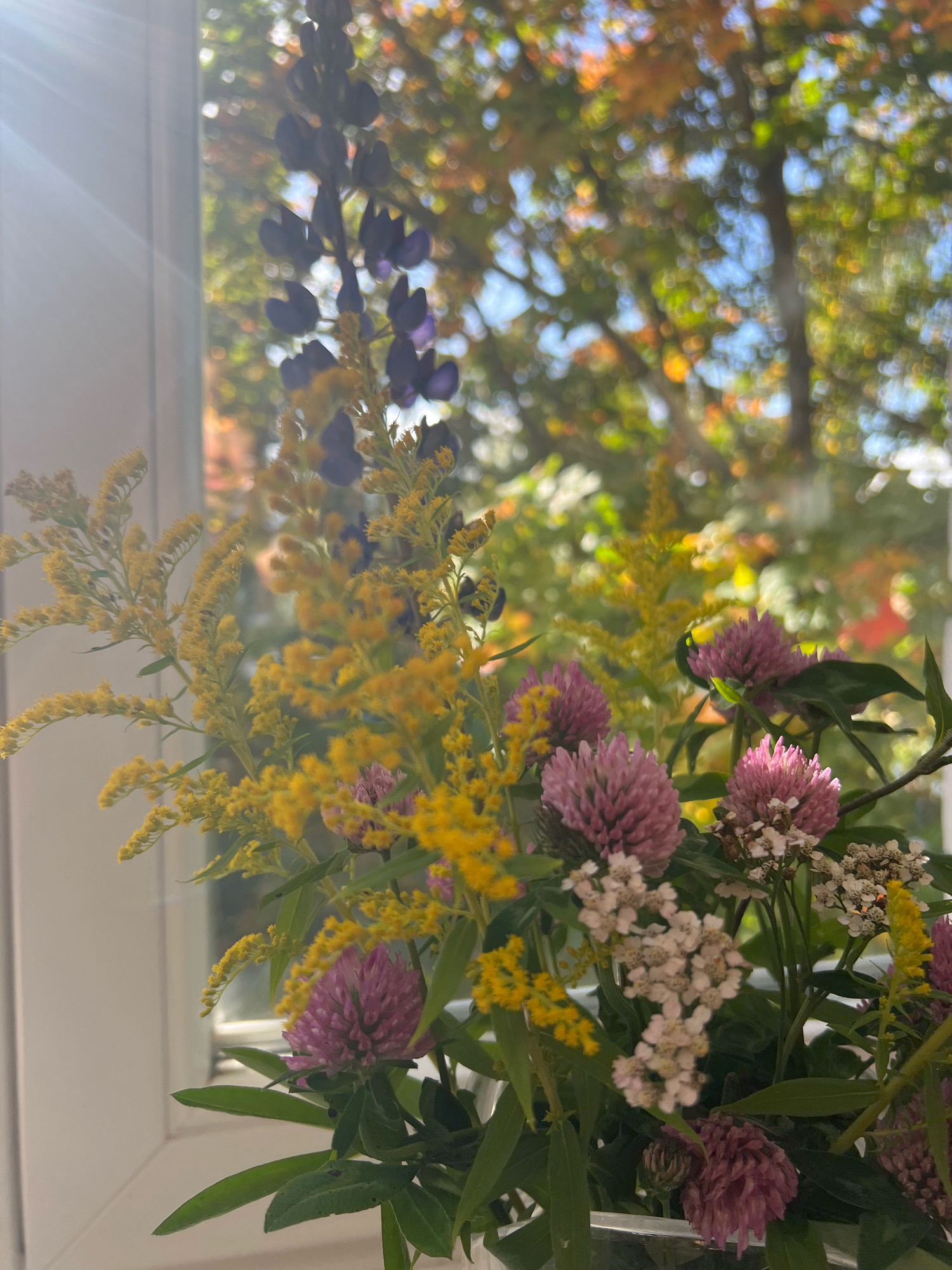 A close-up, vertical shot captures a bouquet of wildflowers placed near a window. The bouquet is composed of several types of flowers, including tall spikes of dark purple lupine, clusters of small yellow flowers that appear to be goldenrod, and round pink clover blossoms. Some smaller white flowers are also visible. The flowers are arranged in a clear glass container, which is partially visible at the bottom of the frame.
Sunlight streams in from the left side of the image, creating a lens flare and casting bright highlights on the window frame and the flowers. The background is out of focus, showing the blurry shapes of trees with autumn foliage in shades of green, yellow, and orange, as well as patches of blue sky. The scene is static, with no people or animals present. The setting appears to be indoors, by a window.