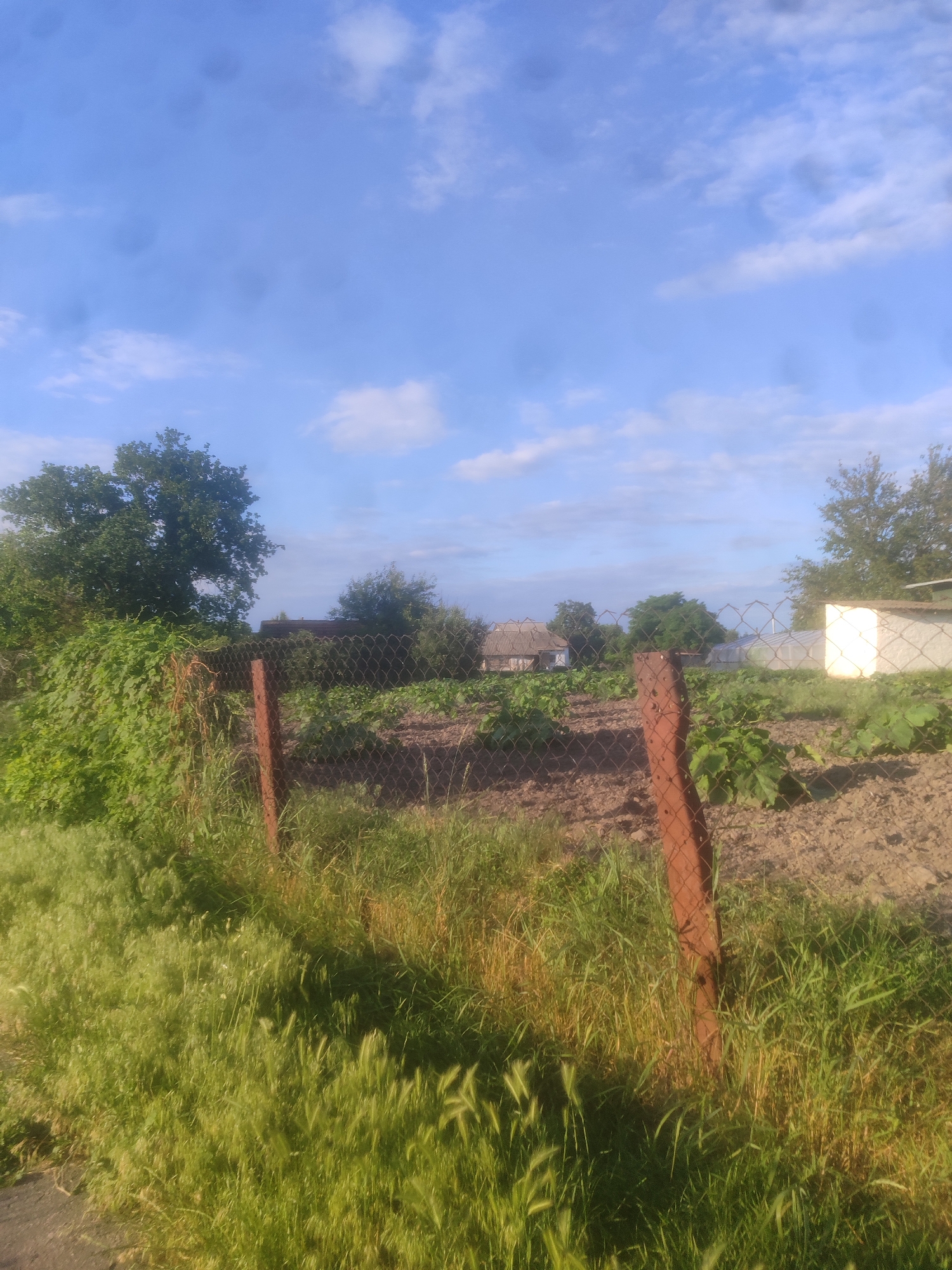 A rural scene is depicted under a clear blue sky with scattered clouds. In the foreground, tall green grass and vegetation grow along a chain-link fence supported by rusty metal posts. Beyond the fence, a garden with rows of young plants is visible. In the middle ground, a residential building with a white facade and dark roof can be seen, along with a greenhouse structure. Trees and dense foliage are scattered throughout the background, suggesting a natural or semi-rural setting. The overall lighting indicates it is daytime, likely late morning or early afternoon.
