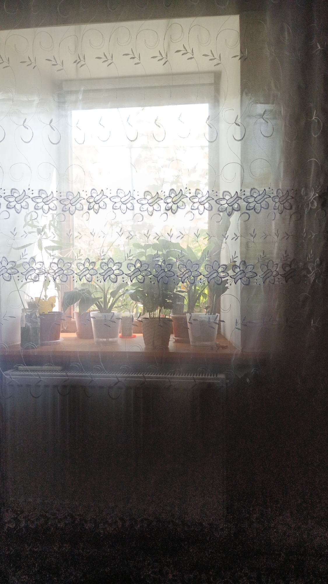 A still life photograph shows a windowsill with several potted plants in front of a window covered by sheer curtains. The curtains have a decorative pattern of flowers and vines. The windowsill appears to be made of wood and sits above a radiator. Sunlight streams through the window, illuminating the plants and the room. The overall impression is one of domestic tranquility. This image was taken in Kryvyi Rih, Ukraine.