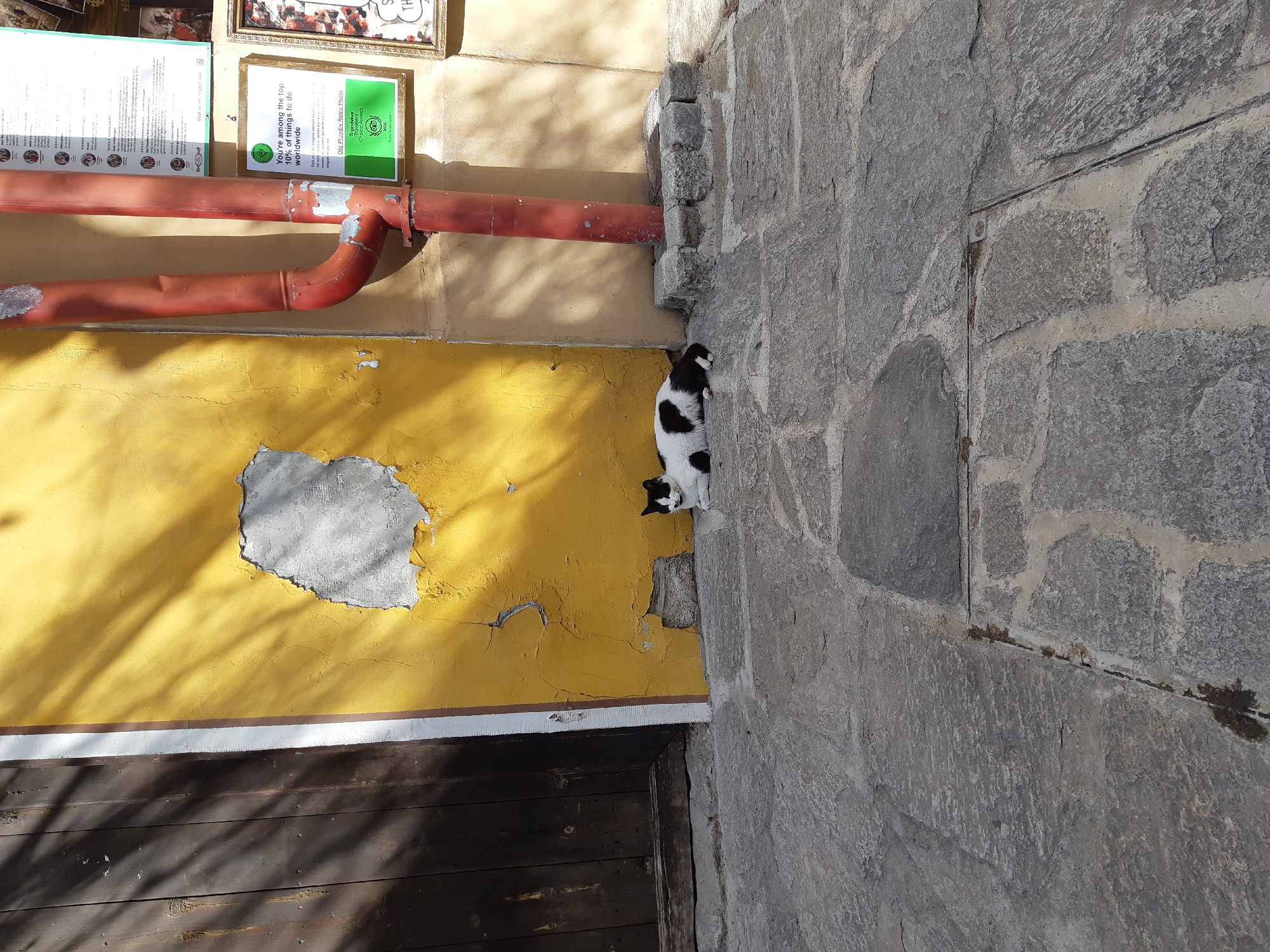 The image captures a scene in Plovdiv, Bulgaria, showcasing a blend of architectural elements and a domestic animal. A black and white cat is perched at the intersection of a yellow wall and a grey stone wall. The yellow wall has patches of exposed concrete. A red metal pipe runs horizontally along the wall. On the wall above the pipe, there are signs which include text in English and a TripAdvisor Choice Awards 2015 logo. The bottom portion of the image features dark wooden planks, possibly a door. Shadows cast on the yellow wall suggest sunlight and the presence of foliage nearby. The overall scene presents a mix of urban architecture, the presence of nature, and animal life.