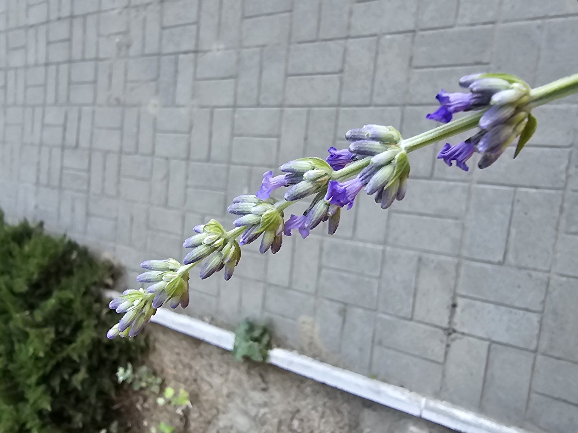 A sprig of lavender is captured in a close-up shot, with its delicate purple flowers and green stems extending diagonally across the frame. The lavender is in focus, showcasing the intricate details of its bloom. In the background, a textured gray wall, constructed from rectangular bricks, provides a neutral backdrop. To the left of the lavender, a lush green bush, likely a hedge, is partially visible, adding a touch of natural greenery to the scene. The ground beneath the bush appears to be dirt, with some small plants scattered about. A white linear object, possibly a curb or ledge, runs horizontally across the lower portion of the image, separating the dirt from the wall. The lighting suggests it is daytime, with no strong shadows visible, indicating overcast or diffused light. The overall impression is a serene, naturalistic composition, highlighting the beauty of the lavender against an urban or garden boundary. The image's perspective is slightly angled, giving a dynamic feel to the placement of the lavender sprig.