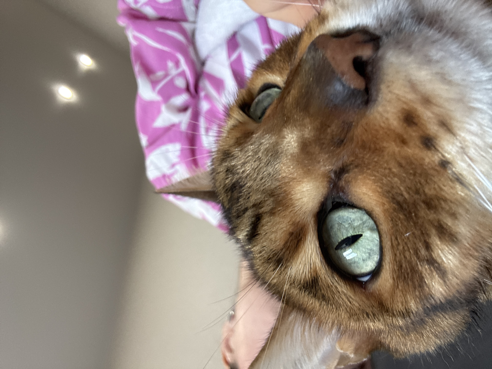 A close-up, low-angle shot shows a tabby cat's face, with its left eye dominating the foreground. The cat has vibrant green eyes with vertical black pupils, and its fur is a mix of brown and black stripes. The cat's nose, a reddish-brown color, is visible to the right of its eye, and some white whiskers extend from its muzzle. In the background, a person's hands can be seen, gently holding the cat. They are wearing a pink and white patterned garment. The environment appears to be indoors, with a plain, neutral-colored wall or ceiling visible above.