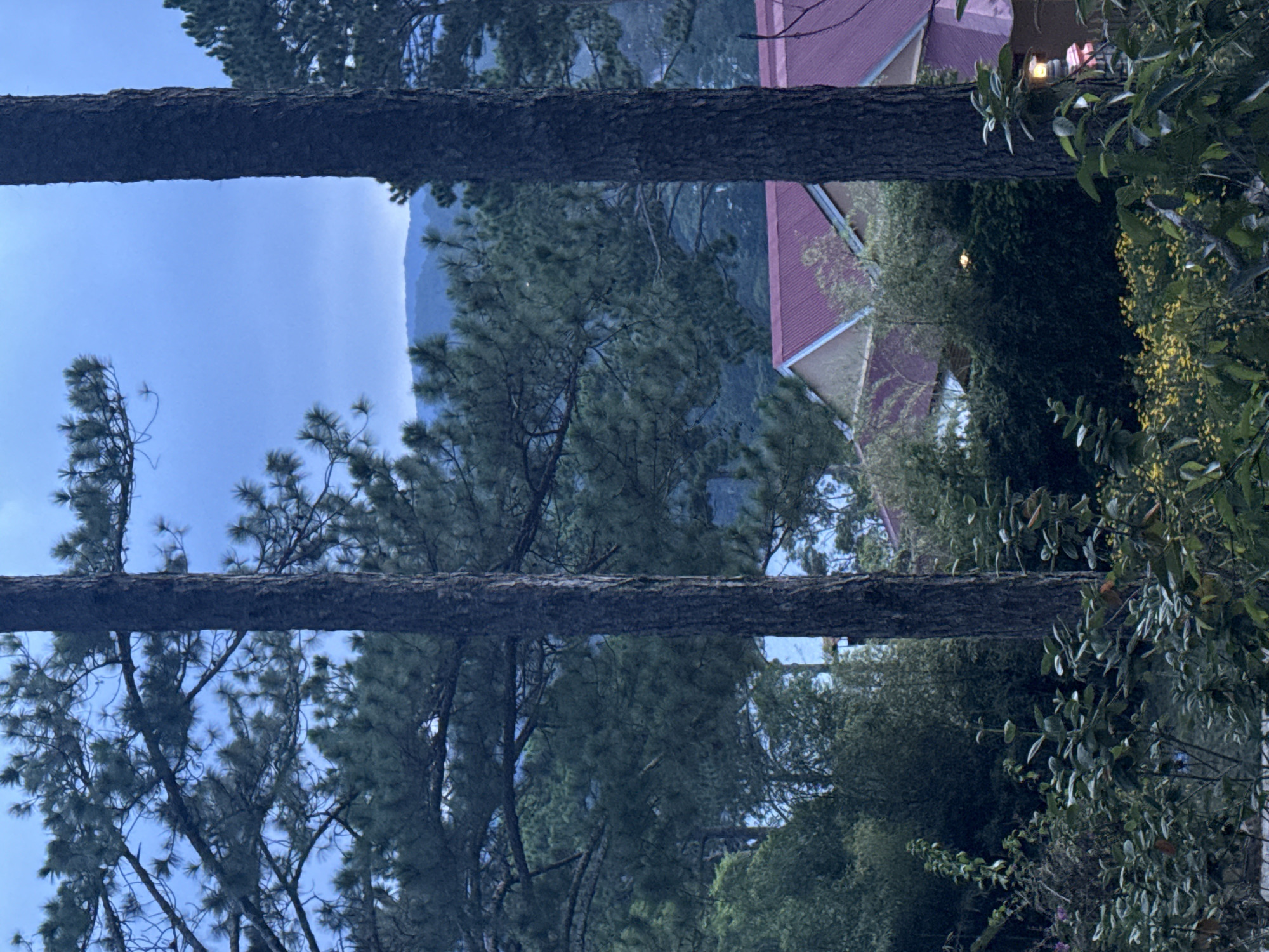 This image depicts a natural and residential landscape scene in the city of Da Lat, Vietnam, captured under soft, diffused light, suggesting either early morning or late evening.
In the foreground, two prominent, dark-barked tree trunks, likely pines, frame the central view, vertically dissecting the frame. Dense green foliage, characteristic of pine trees with their needle-like leaves, occupies the mid-ground, extending from the sides and above the trunks.
Beyond the immediate trees, a layered expanse of green forest recedes towards the horizon, where faint, hazy blue mountains are visible under an overcast, pale blue-grey sky.
In the lower mid-ground, nestled amongst the trees and shrubs, is a building with a distinctive red corrugated metal roof and light-colored gable ends. The structure appears partially obscured by the surrounding vegetation.
The immediate foreground features various green leafy plants and shrubs. On the lower right, a cluster of small yellow flowers is visible. A small, warm-toned outdoor lantern, partially hidden by foliage, emits a soft glow on the far right side of the image. There are no people or animals visible.
