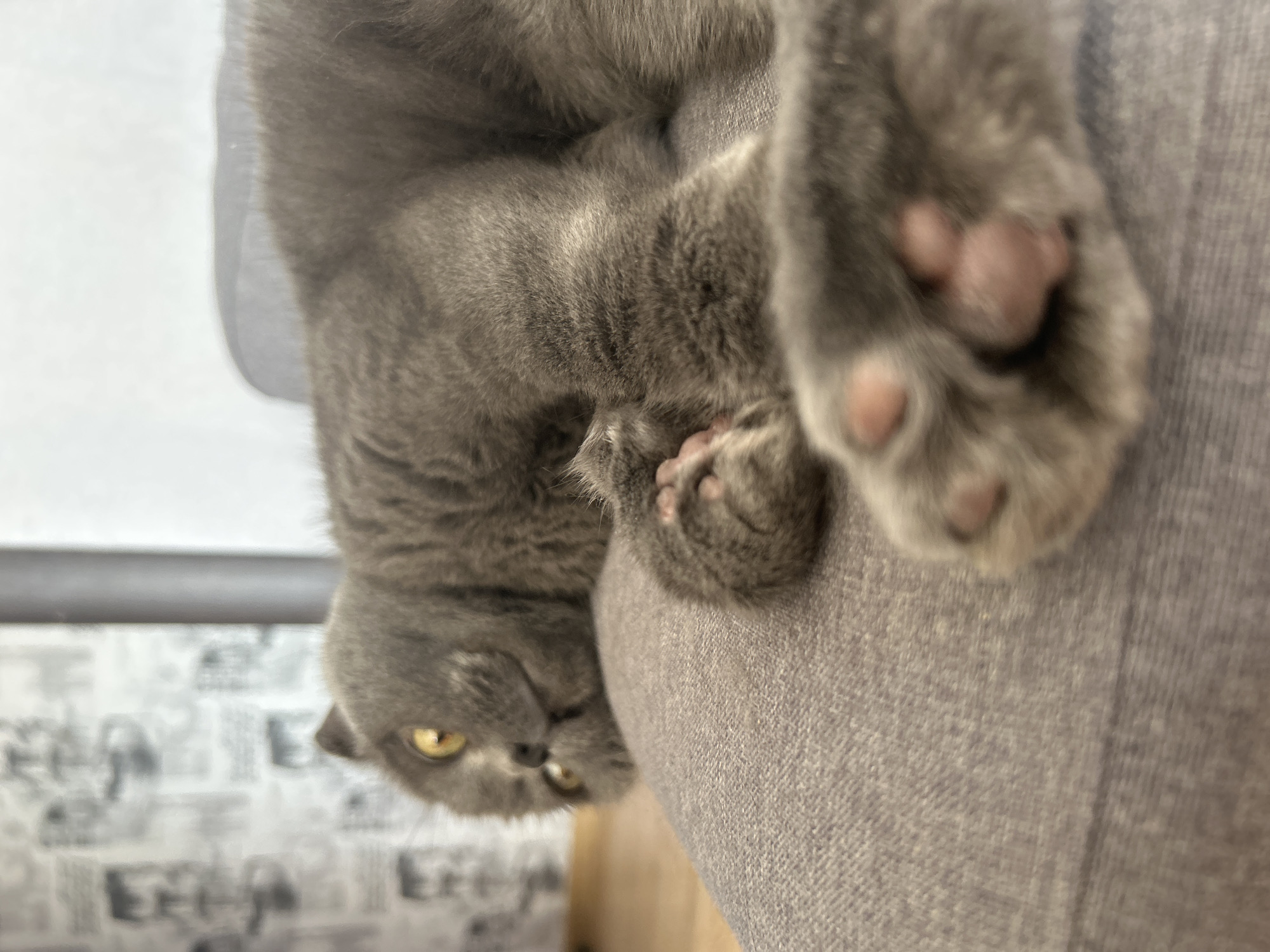 The image depicts a domestic cat, characterized by grey fur and yellow eyes, lying on a textured grey fabric surface, likely a sofa or cushion, in a room located in Chaikovsky, Russia. The cat is positioned on its left side, facing left within the frame, with its head slightly raised and its gaze directed forward, meeting the viewer. Its front paws are extended, with the pink paw pads of the right-most paw prominently visible in the foreground. The background is blurred, revealing a light-colored wall with indistinct dark patterns, possibly wallpaper, on the left, and a plain light wall on the right. A dark vertical object partially obscures the right background, and a sliver of light-brown flooring is visible in the lower left background. The perspective is low-angle, with a shallow depth of field focusing on the cat's face and foreground paw.