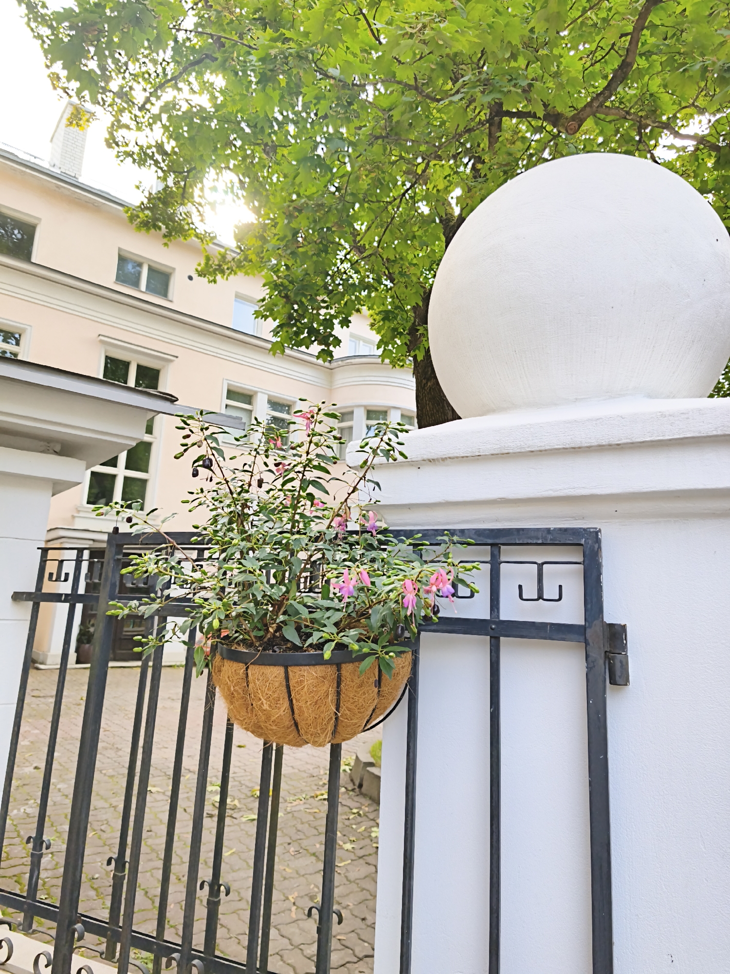 A low-angle, full shot captures a hanging basket of fuchsia plants against a black metal fence, a white sphere atop a fence post, and a pale pink building in the background. The fuchsia plant is in full bloom with pink and purple flowers and green leaves. The basket is made of coir and hangs from the fence. The fence is made of black metal bars with decorative scrolls. The white sphere is large and smooth, sitting on top of a white fence post. The building in the background is a pale pink, multi-story structure with white trim around the windows and a chimney visible. Lush green tree branches with sunlight filtering through are visible above the building. The ground is paved with interlocking bricks. The image appears to be taken during the daytime, with the sun shining. The scene is likely located in a city, possibly an urban garden or courtyard setting. There are no people visible in the image. This scene is likely located in Tallinn, Estonia, as indicated by the presence of historical architecture and a well-maintained urban environment.