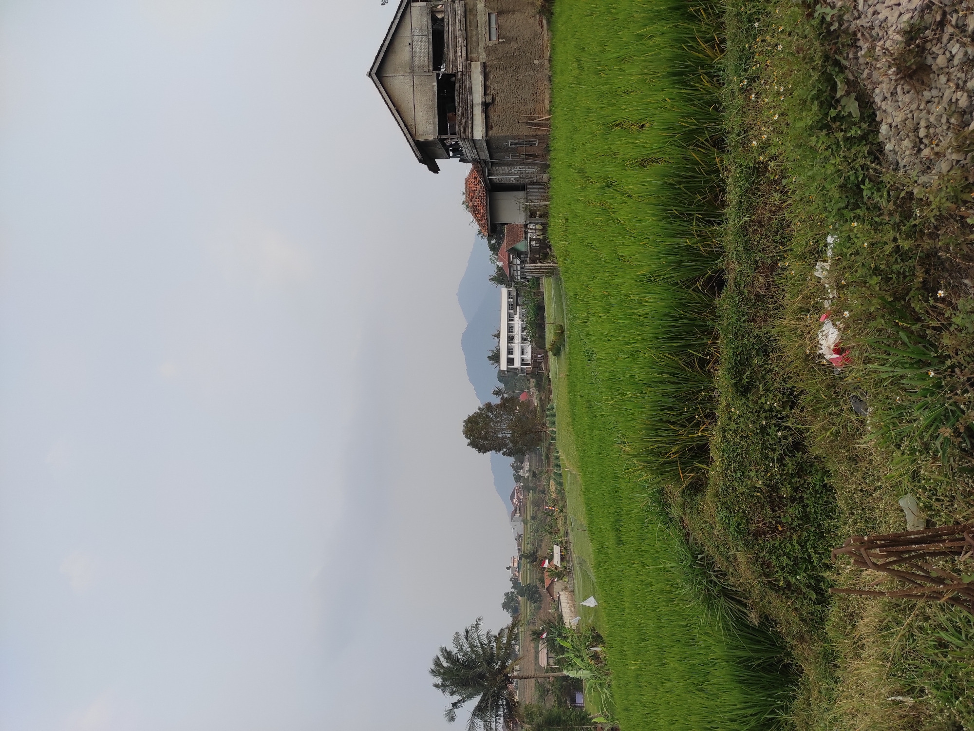 The image depicts a rural landscape in Sumedang, Indonesia, characterized by lush green rice paddies. In the foreground, a dense field of vibrant green rice stalks dominates the scene, with a narrow path of dry grass and some scattered debris along the bottom edge. To the right, a rustic, multi-story building with a weathered exterior stands prominently, its construction appearing somewhat unfinished or dilapidated, with exposed wooden beams and a corrugated roof. Behind it, a smaller building with a red tiled roof is visible. In the middle ground, a scattering of houses and buildings are nestled amongst trees, some with Indonesian flags displayed. Further in the background, rolling hills and mountains form a picturesque backdrop, shrouded in a hazy sky. The overall impression is one of a tranquil, rural setting with evidence of residential development and agricultural activity.