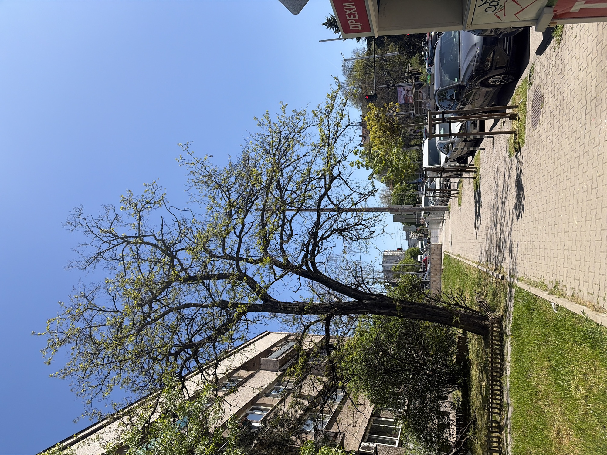 The image depicts a street scene in Sofia, Bulgaria. A mature deciduous tree with sparse spring foliage dominates the foreground, partially obscuring a multi-story residential building. A paved sidewalk runs along the edge of a grass strip, bordered by a low wooden fence. Several parked cars line the street on the right side of the frame. A street sign with Cyrillic lettering is visible. The sky is clear and blue.