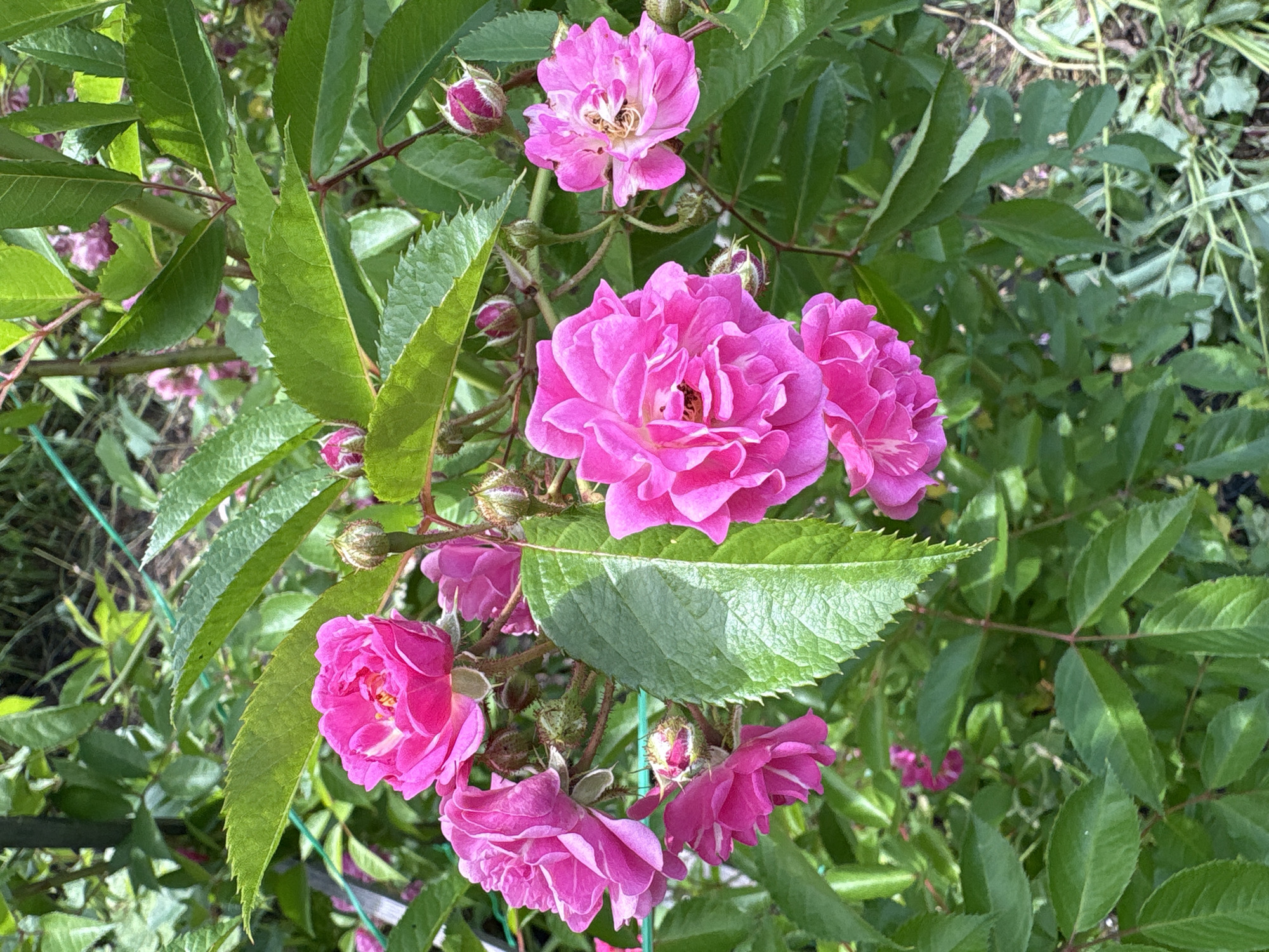 This is a close-up, eye-level, natural light, medium shot of a cluster of bright pink roses in full bloom and several buds, nestled amongst lush green foliage. The roses have a ruffled, multi-petaled appearance. The leaves are a vibrant green, some with serrated edges. The background is softly blurred, suggesting a garden setting. The image is dominated by the natural colors of the roses and leaves. There are no people visible in the image. The location is described as Dubrovino, Russia.