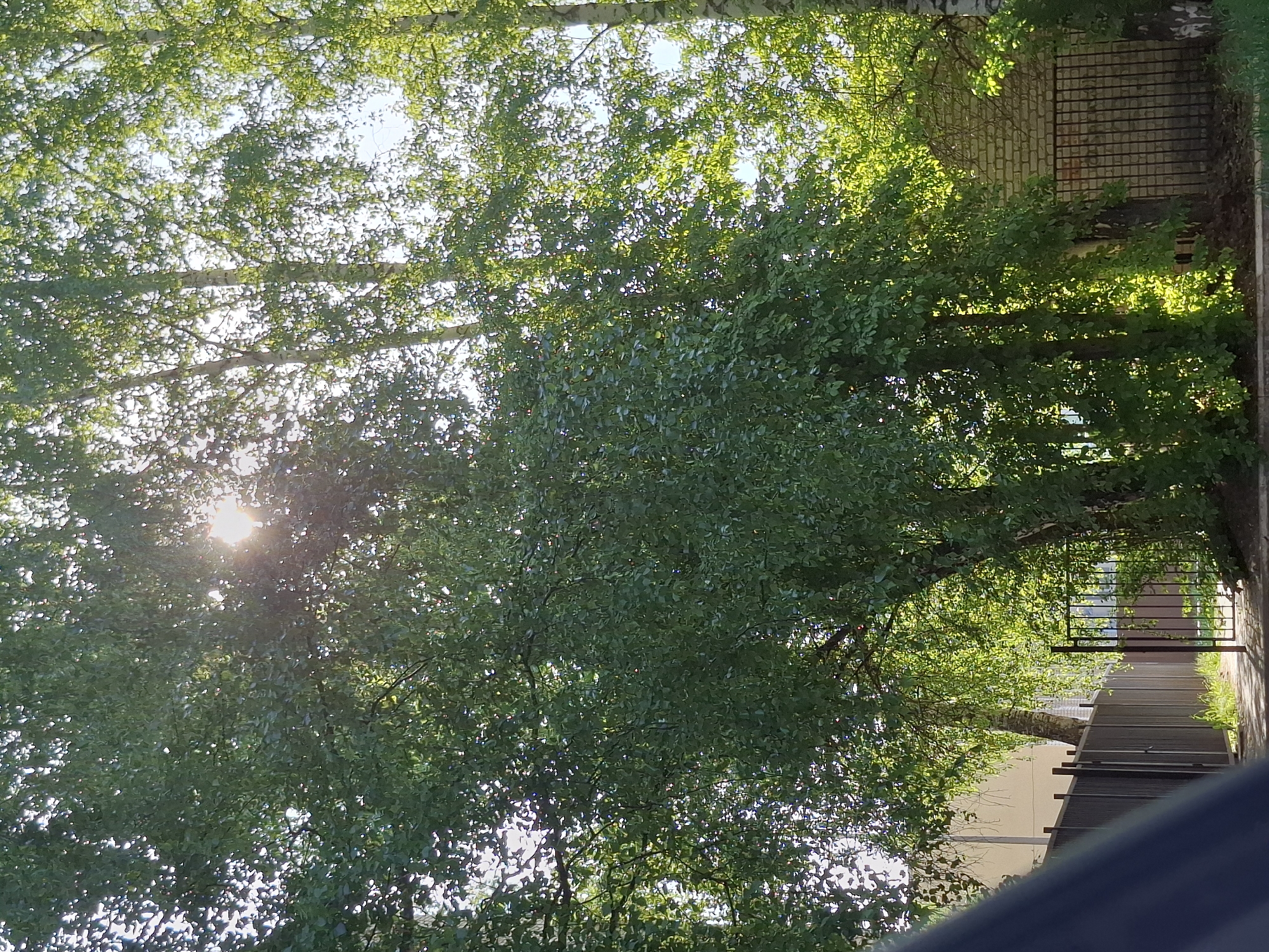 The image shows a view through the canopy of trees towards buildings in the city of Chaikovsky, Russia. Sunlight shines through the leaves. A section of what appears to be a brick wall and metal fence can be seen in the background.