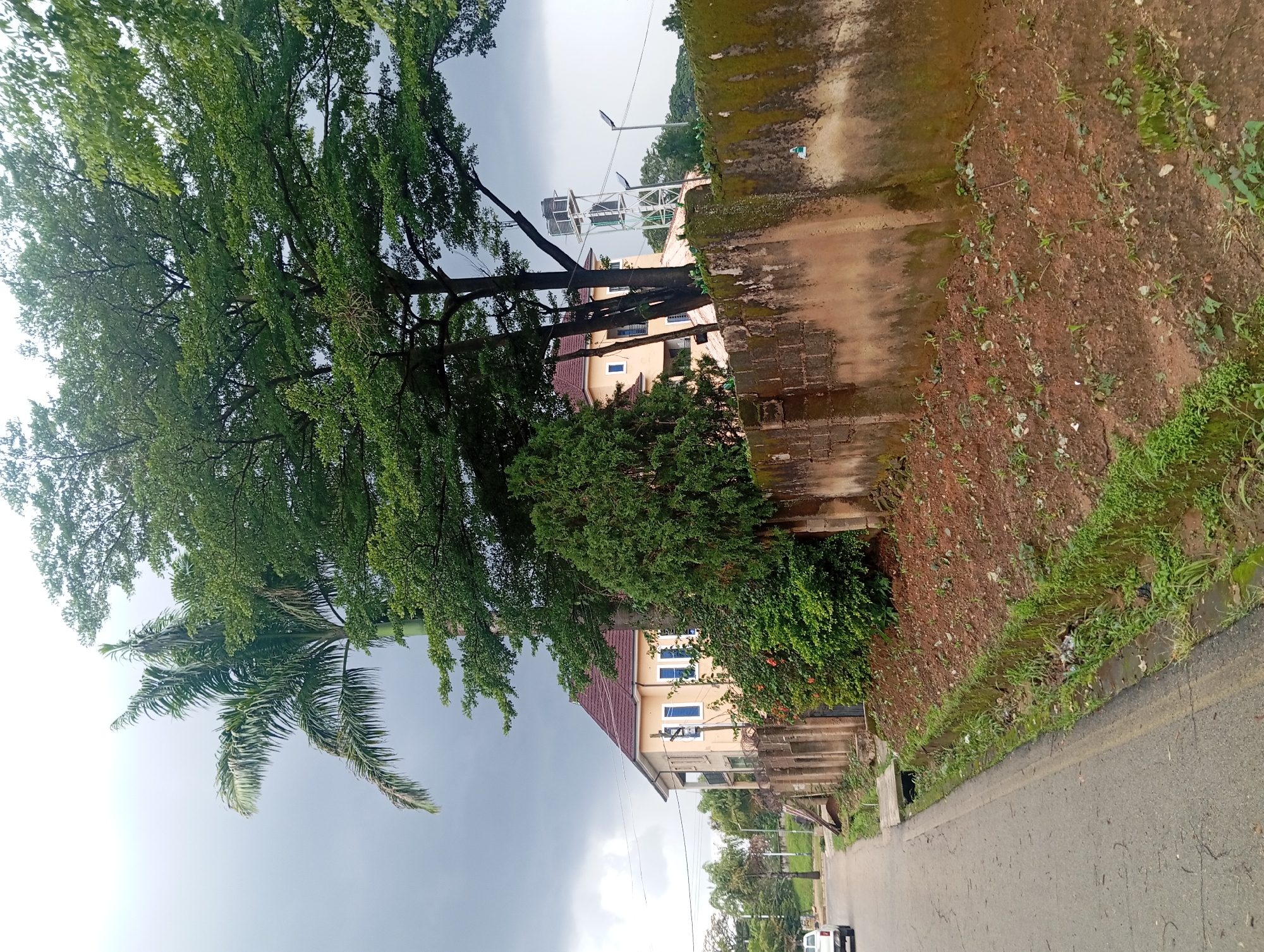 The image shows a street scene on an overcast day. On the left side of the image, a large tree with dense green foliage dominates the foreground, with a palm tree to its left. Behind the trees, a light yellow building with a red-tiled roof is visible, featuring multiple windows. To the right of the building, there's a white structure that appears to be a water tower or a similar utility fixture, with streetlights nearby.
The right side of the image features a textured, moss-covered wall made of stone or concrete blocks. Below the wall, a sloping embankment of reddish-brown soil is covered in patches of green grass and weeds. A paved road runs along the bottom right of the image, with a drainage ditch bordering it. A white car is partially visible on the road in the lower right corner. The sky is a hazy, overcast gray, suggesting a cloudy or possibly rainy day. The overall scene depicts an urban or semi-urban environment with lush vegetation and a slightly weathered, aged feel to the structures. There is no visible text in the image.
