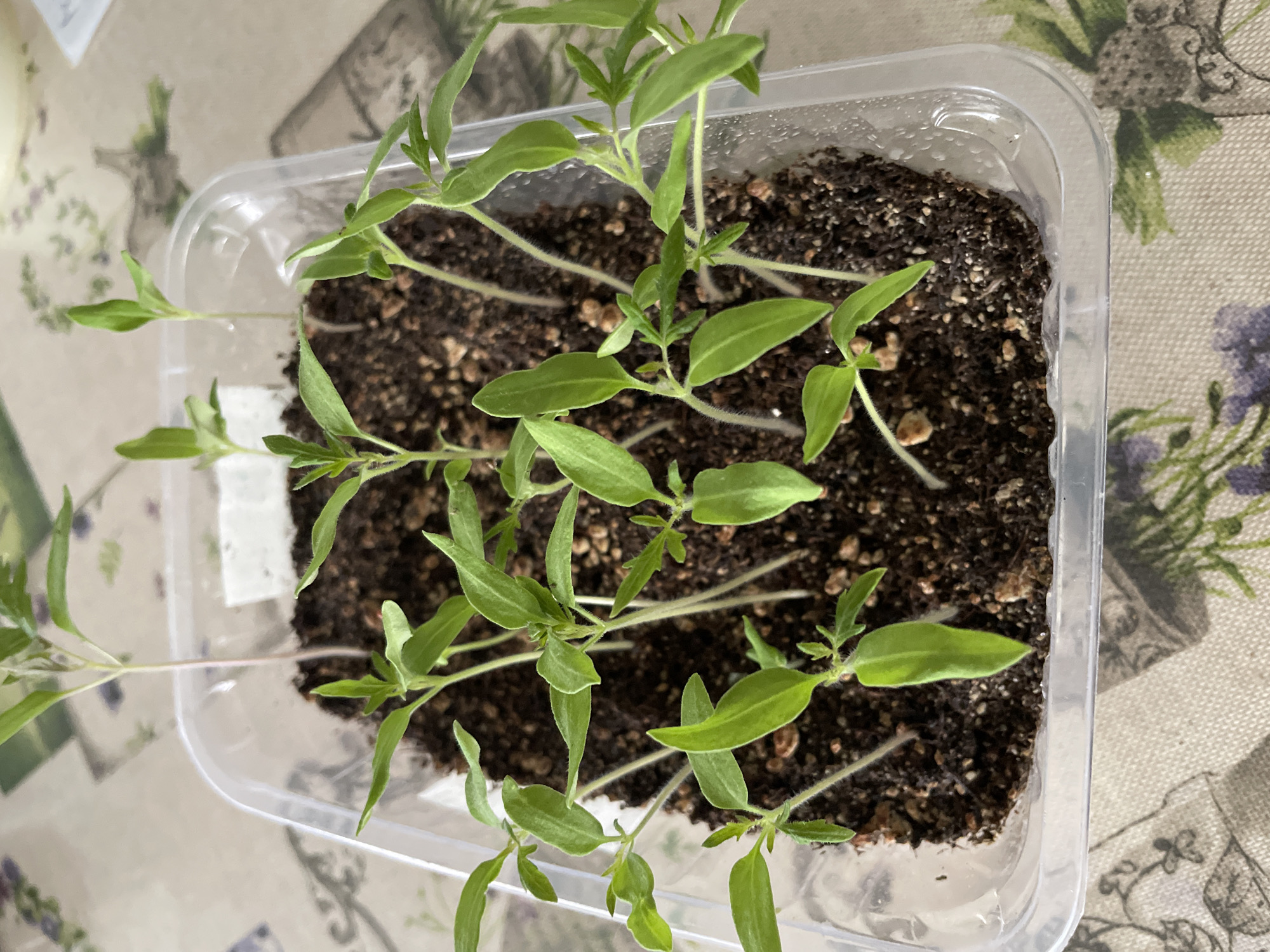 A top-down shot shows a clear plastic container filled with dark soil, in which numerous small green tomato seedlings are growing. The container rests on a patterned tablecloth with floral designs in shades of green, purple, and beige. The scene appears to be indoors, potentially on a table or countertop. There is no explicit information about the location being in Лесной Пейзаж Кп (шарапово, Russia) in the provided image. The primary subjects are the tomato seedlings and the container holding them.