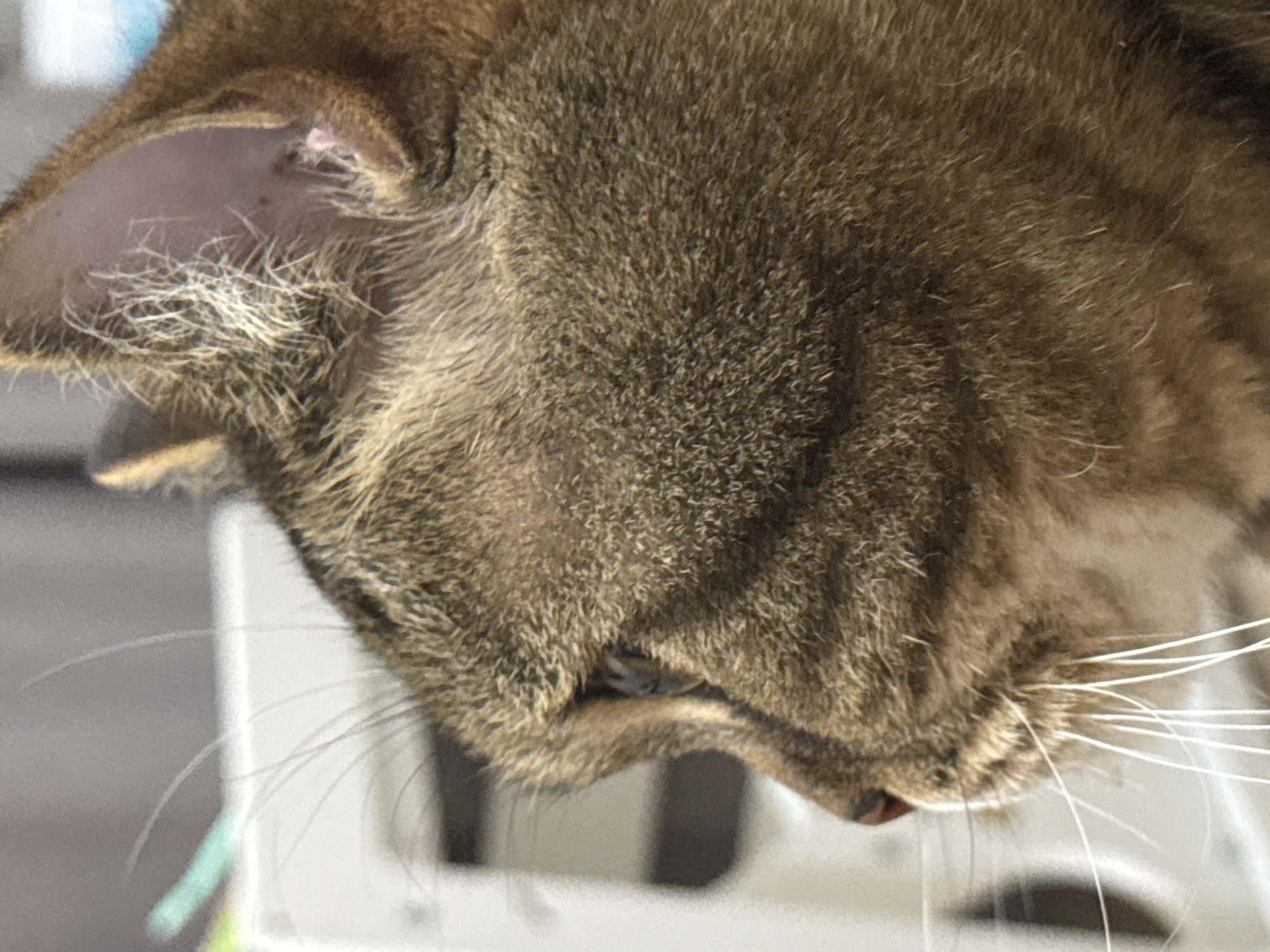 The image is a close-up, profile view of a tabby cat. The cat's fur is a mix of brown and black stripes. Its eye is visible, and its whiskers are prominent. The background is blurred, but appears to be indoors, with some white and gray elements. There is no visible indication of the city of Mikhaylovsk, Russia, or any specific urban environment. The image focuses solely on the cat.