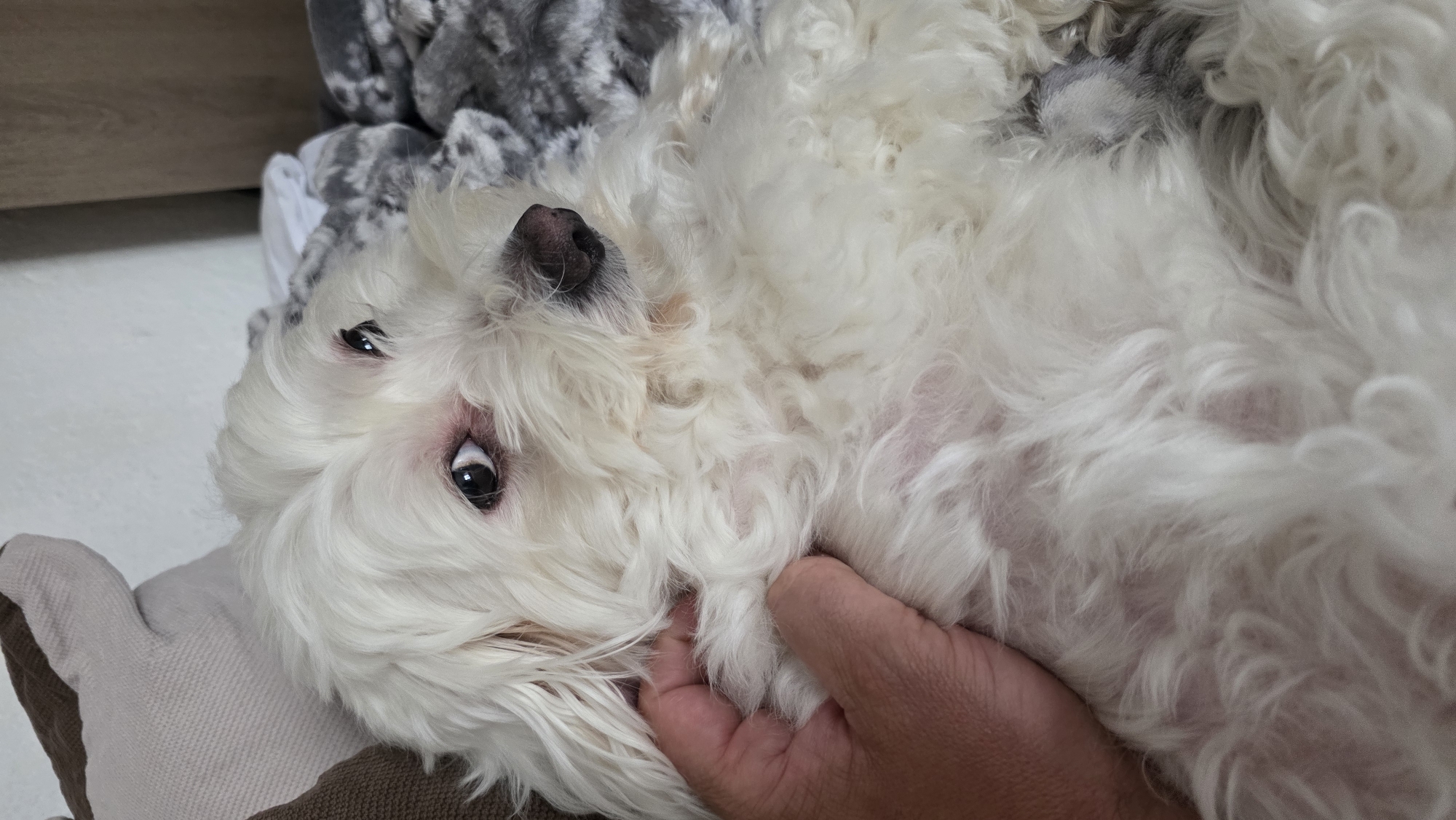 A white dog is lying on its back, being held by a hand. The dog has black eyes and a black nose. The background includes a patterned blanket and a pillow. There is no indication of this photo being taken in Blagoevgrad, Bulgaria.