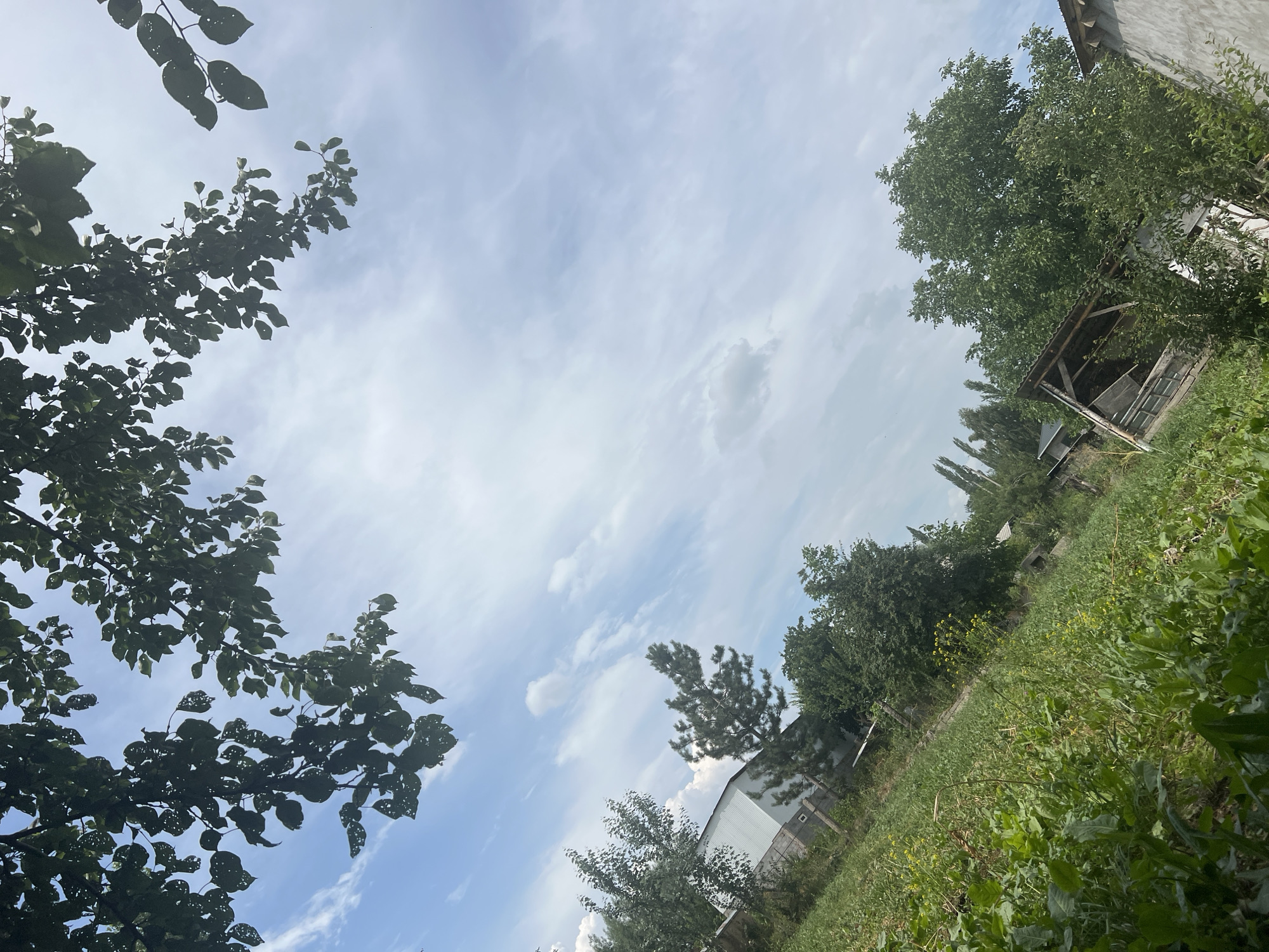 The image depicts a scene in Kara-Dıykan, Kyrgyzstan, characterized by a rural or semi-rural setting under a partly cloudy sky. In the foreground, a dense patch of green vegetation, possibly a garden or overgrown field, dominates the lower left portion of the frame. A wooden structure, partially covered by a roof and appearing weathered, is visible in the mid-ground on the right, suggesting an outdoor shelter or outbuilding. Several trees, varying in size and type, are scattered throughout the landscape, contributing to the natural environment. In the background, a large, modern-looking building with a corrugated metal exterior is situated to the left, partially obscured by trees and foliage. A fence runs along the property line, separating the vegetation from the structures. The overall impression is of an agricultural area with residential or utilitarian buildings. The image is shot from a low angle, looking upwards, with tree branches and leaves framing the top of the composition against the sky.