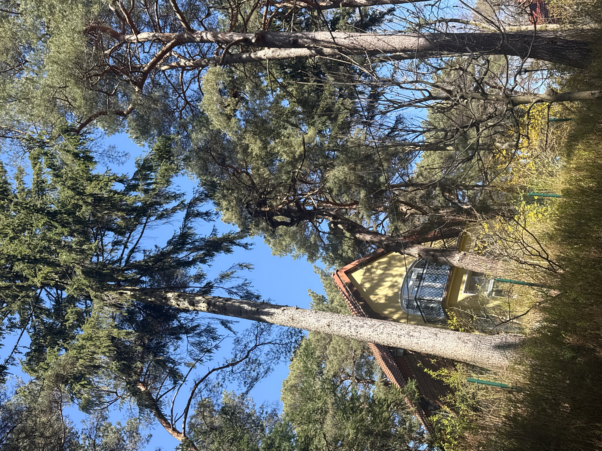 This image captures a serene outdoor scene, dominated by a dense canopy of tall trees and a partial view of a house. The foreground and midground are filled with majestic pine trees, characterized by their tall, straight trunks and broad, green canopies of needles. Some trees also show intricate patterns of bare, gnarled branches reaching towards the clear, bright blue sky, indicating bright, sunny weather.
To the right side of the frame, a portion of a two-story house with light yellow or cream-colored walls is visible. It features a distinctive reddish-brown tiled roof and an ornate, curved bay window on the upper floor, complete with white frames and a dark metal lattice or grill. Another rectangular window is seen below the bay window. Lush green foliage and bushes partially obscure the lower part of the house and extend into the foreground, suggesting a well-vegetated garden or natural setting.
The scene appears peaceful and calm, likely captured during late morning or early afternoon given the bright, even illumination and the absence of harsh shadows. There is no visible activity or discernible text. The overall impression is one of a quiet, natural residential area, consistent with the given location context of Svetlogorsk, Russia.