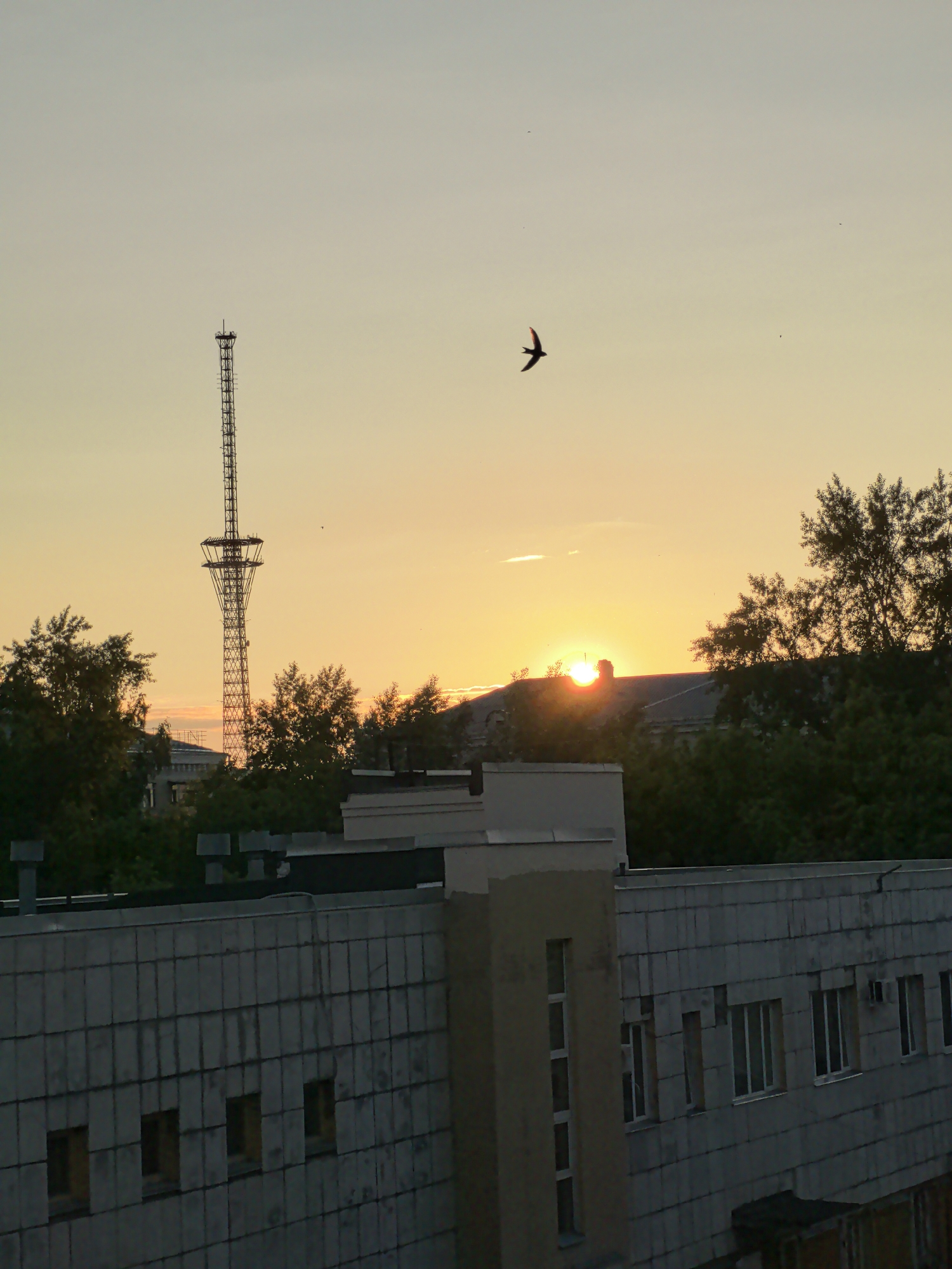 The image captures an urban or semi-urban landscape during either sunrise or sunset, characterized by a vibrant sky and silhouetted structures. The sun, a bright and intense orb, is positioned low on the horizon, partially obscured by distant buildings and trees, casting a warm, golden glow across the lower portion of the sky. This golden hue gradually transitions to a lighter, pale blue-grey towards the top of the frame.
A solitary bird, likely a swift or swallow, is captured in mid-flight in the upper left quadrant, its dark silhouette sharply defined against the lighter sky. On the left side of the frame, a tall, slender lattice tower, possibly a communication or broadcast tower, stands prominently. Its intricate metal structure is visible, with a wider platform section near its base, creating a strong silhouette against the colorful sky.
In the midground and foreground, several buildings and clusters of trees are visible, all appearing as dark silhouettes due to the backlighting from the sun. The buildings have flat roofs; one in the immediate foreground features a textured, possibly tiled, grey facade with multiple small, rectangular windows. Another building further back has a lighter, possibly yellow-toned, section. The trees are dense, obscuring parts of the distant horizon and the structures beneath them. The scene evokes a peaceful and atmospheric moment at dawn or dusk. No discernible text is visible anywhere in the image.
