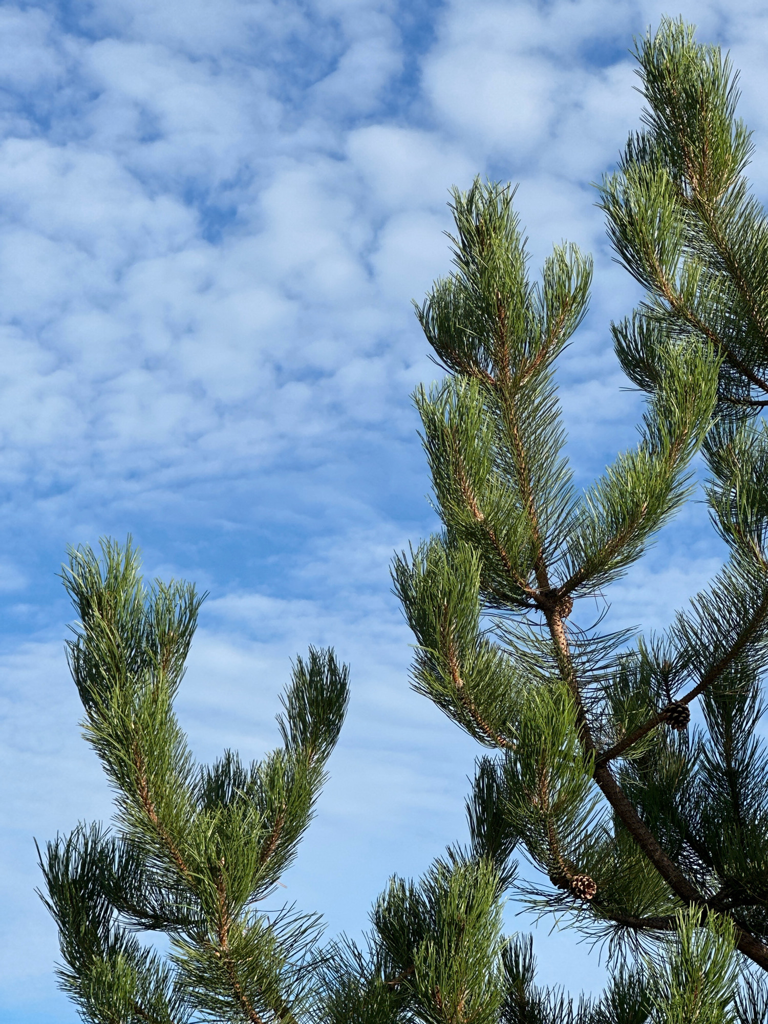 This is a close-up, low-angle, outdoor, vertical, full-frame shot of several pine tree branches against a bright blue sky with scattered white clouds. The pine needles are a vibrant green and appear to be fresh and healthy. Two pine cones are visible on the branches. The lighting suggests it is daytime, likely mid-morning or afternoon, with the sun illuminating the scene from a high angle. The image does not contain any people, buildings, or any other elements that would indicate a specific location within the city of London, United Kingdom. The focus is entirely on the natural elements of the pine branches and the sky.
