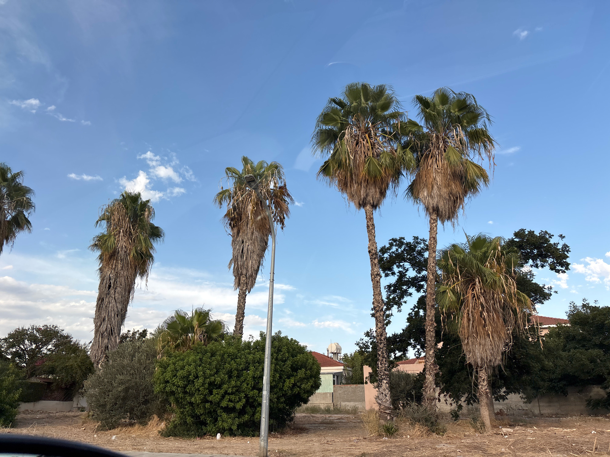 The image shows a clear blue sky with scattered clouds above a street in Agios Athanasios Municipality, Cyprus. Several palm trees of varying sizes and stages of maturity are prominently featured, with some appearing quite tall and slender and others shorter and fuller. The ground is covered with dry grass and dirt, with some scattered debris visible. In the background, there are houses with reddish-tiled roofs and some dense green vegetation, including bushes and trees. A street lamp is also visible in the middle ground. The overall scene depicts an outdoor environment, likely in a semi-urban or suburban area of Cyprus, characterized by Mediterranean flora and architecture.