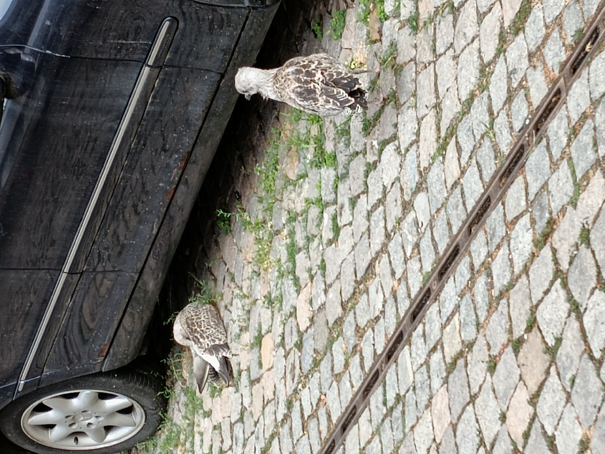 The image depicts a street scene in Burgas, Bulgaria, featuring two seagulls on a cobblestone surface. A dark-colored car is parked on the right side of the frame, with its front wheel visible on the left. One seagull is lying down on the cobblestones near the car, partially obscured by its own body. The second seagull is standing and facing away from the camera, towards the car. In the foreground, a section of a metal tram track is visible. The environment appears to be outdoors, with patches of grass growing between the cobblestones.