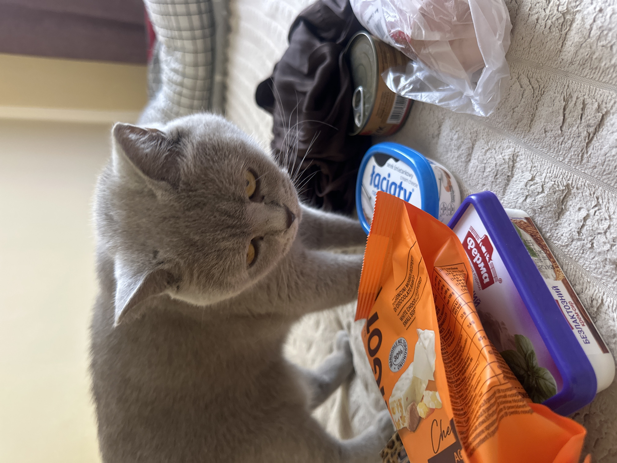 The image shows a light grey British Shorthair cat with yellow eyes standing on a textured surface, possibly a bed or carpet. The cat is looking down at various food items in front of it. The food items include an open orange package of something that appears to be cookies or nougat, a blue tub of cream cheese labeled "Taciny", a can of food, and a plastic-wrapped item. The background is blurred but appears to be a room with a light-colored wall and possibly curtains. There are no visible landmarks or indicators of the specific location within Ternopil, Ukraine. The lighting suggests it is daytime indoors.