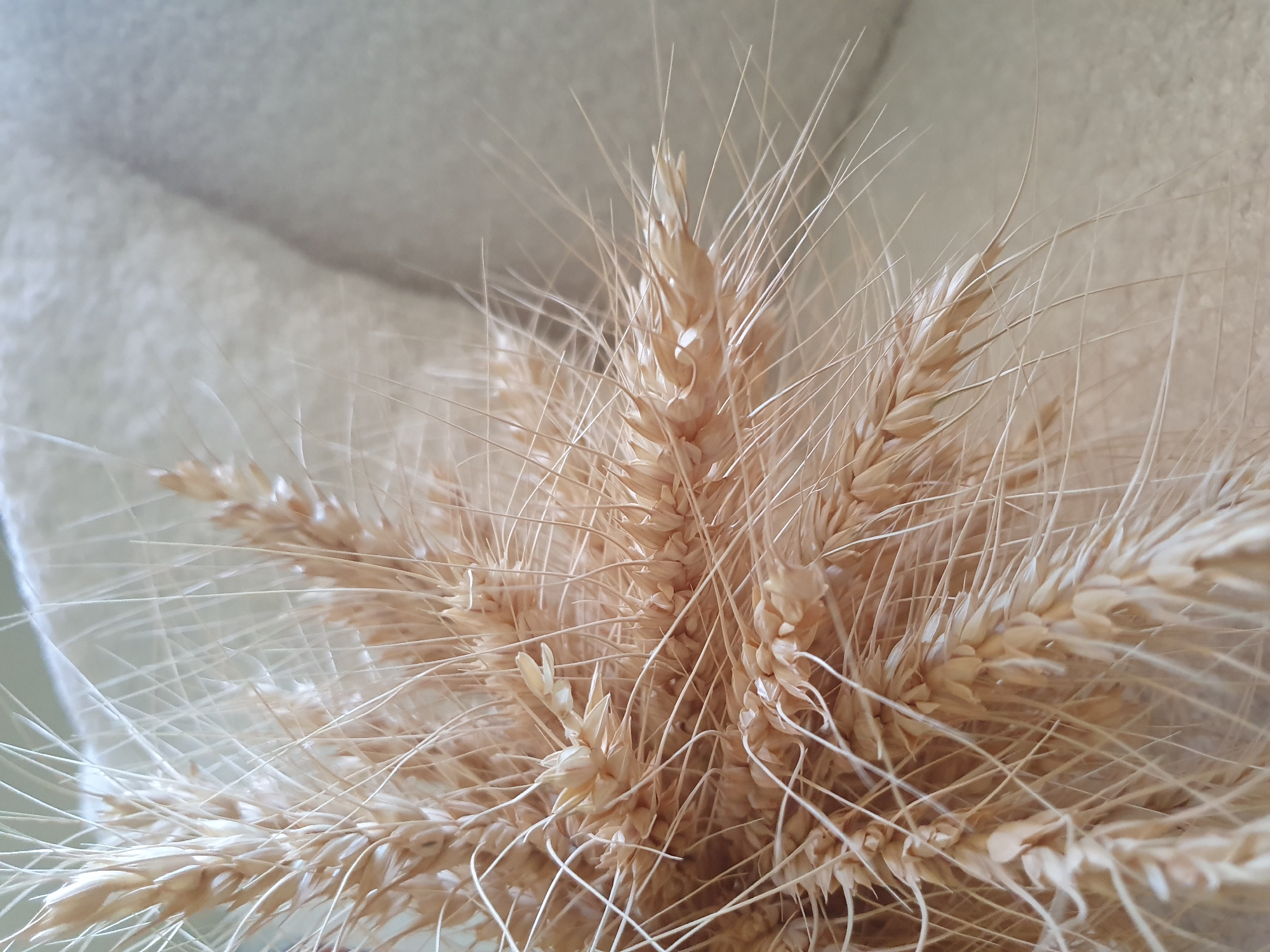 A close-up shot focuses on a bouquet of dried wheat stalks. The wheat heads are a light golden-brown color and have long, wispy awns that extend outwards. The background is a soft, out-of-focus texture, appearing to be a light-colored fabric or wall. The lighting is soft and diffused, highlighting the delicate details of the wheat. There are no people or animals present in the image. The scene has a natural, rustic aesthetic. The image does not provide any information about its location in the city of Shiraz, Iran.