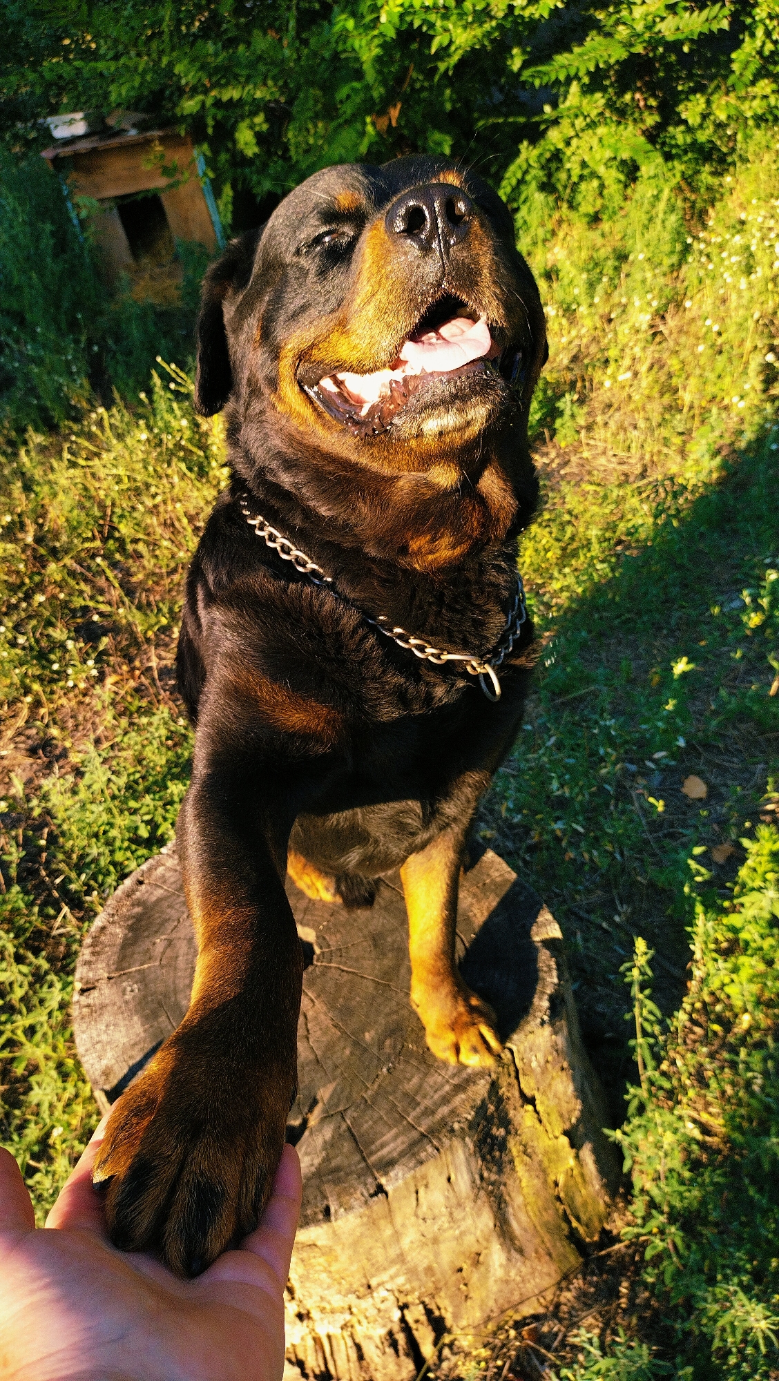 A Rottweiler dog, wearing a silver chain collar, sits on a tree stump outdoors in a grassy area with lush green foliage and trees in the background. The dog's mouth is open in what appears to be a smile, and its right paw is extended, resting on a human hand. The lighting suggests it is daytime, with sunlight illuminating the scene and creating shadows. In the background, a weathered wooden structure, possibly a doghouse or shed, is partially visible among the trees. The overall setting suggests a rural or park-like environment within Horishni Plavni, Ukraine.