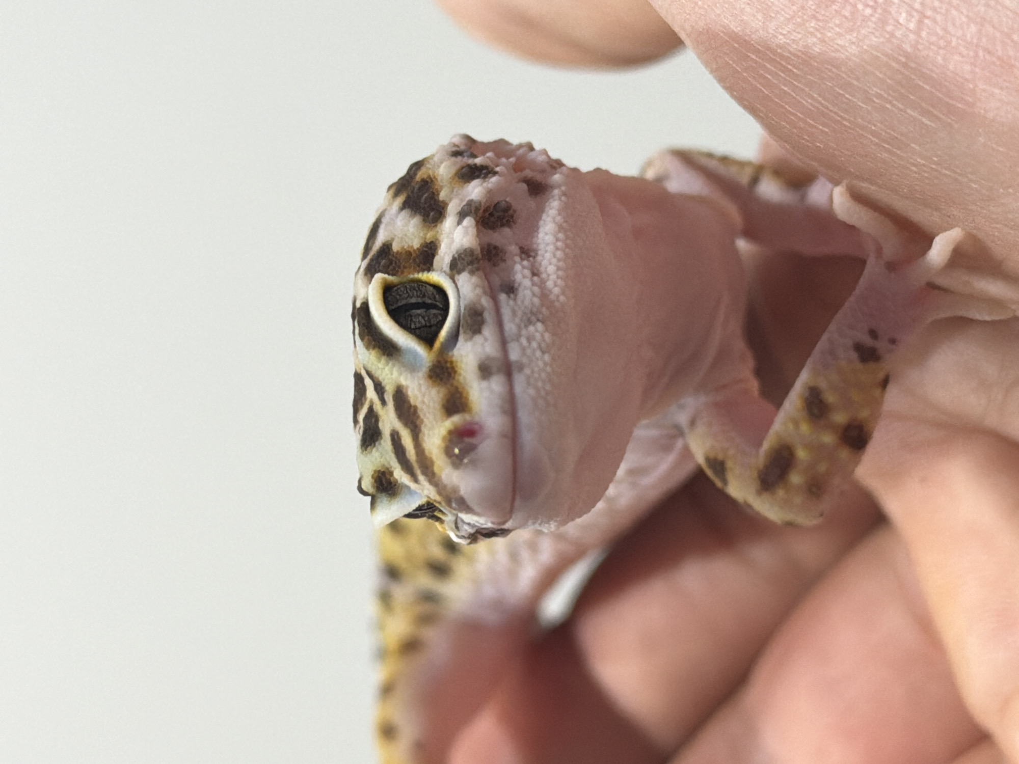 A close-up photo shows a leopard gecko being held in a person's hand. The gecko's head is in focus, revealing intricate patterns of yellow and dark brown spots. Its eye is open, displaying a black pupil. A small red spot is visible near its nose. The gecko's skin is pale pink on its underside. The background is a plain white surface. There is no information provided to suggest this image was taken in Izhevsk, Russia.