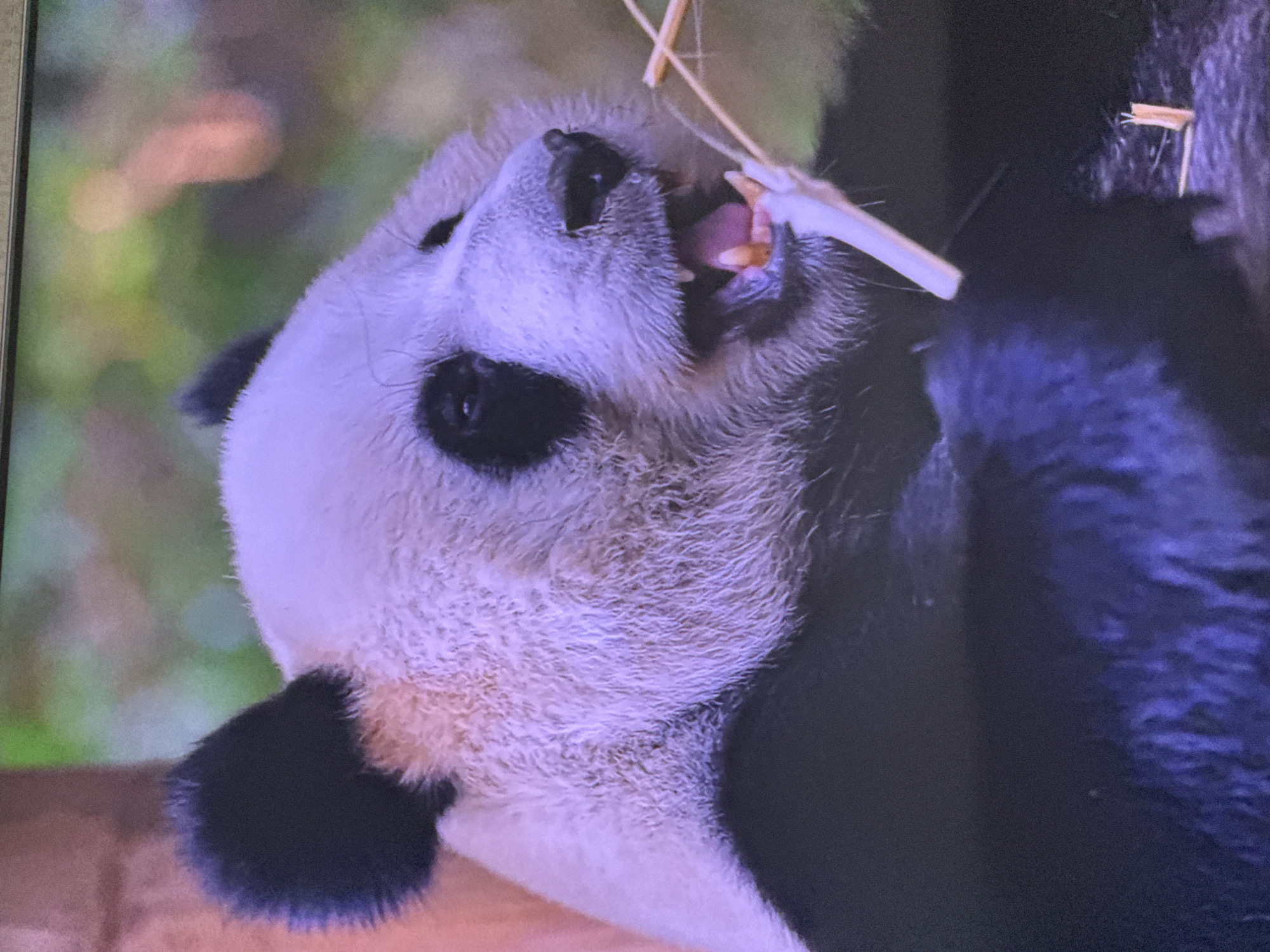 The image shows a close-up of a giant panda's face as it eats bamboo. The panda has black eye patches and ears, and its fur is white and gray. It is holding a piece of bamboo in its paws and chewing on it. The background is blurred and appears to be a natural environment with green foliage. There is no indication of the city of Moscow, Russia in the image.