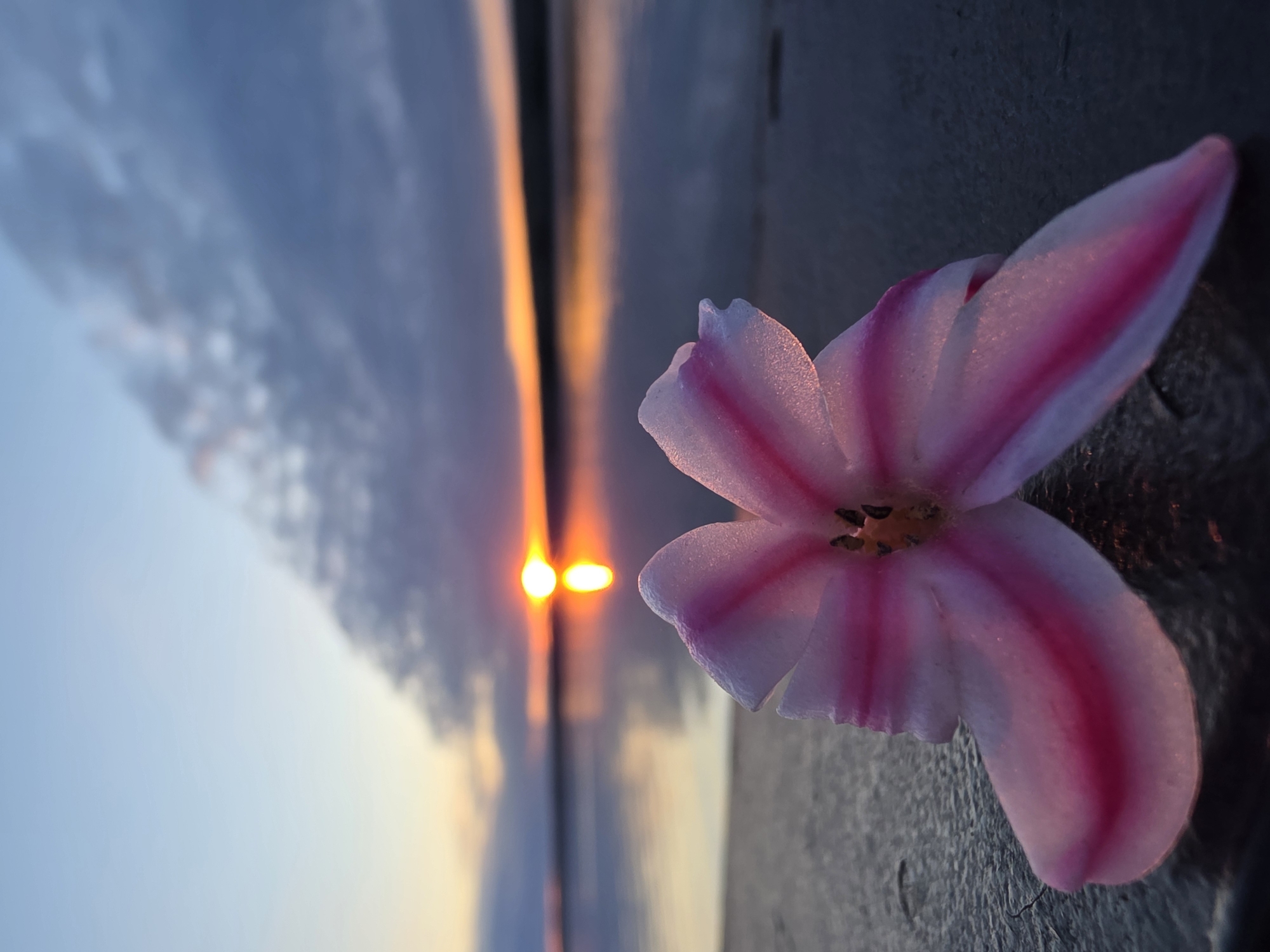 A close-up, rotated image shows a four-petaled pink-striped flower on a dark surface. In the blurred background, a narrow vertical reflection of the sun's setting light is visible, separated by a dark line, with a partially clouded blue sky above. The location is presumed to be a city of Unknown, Unknown.