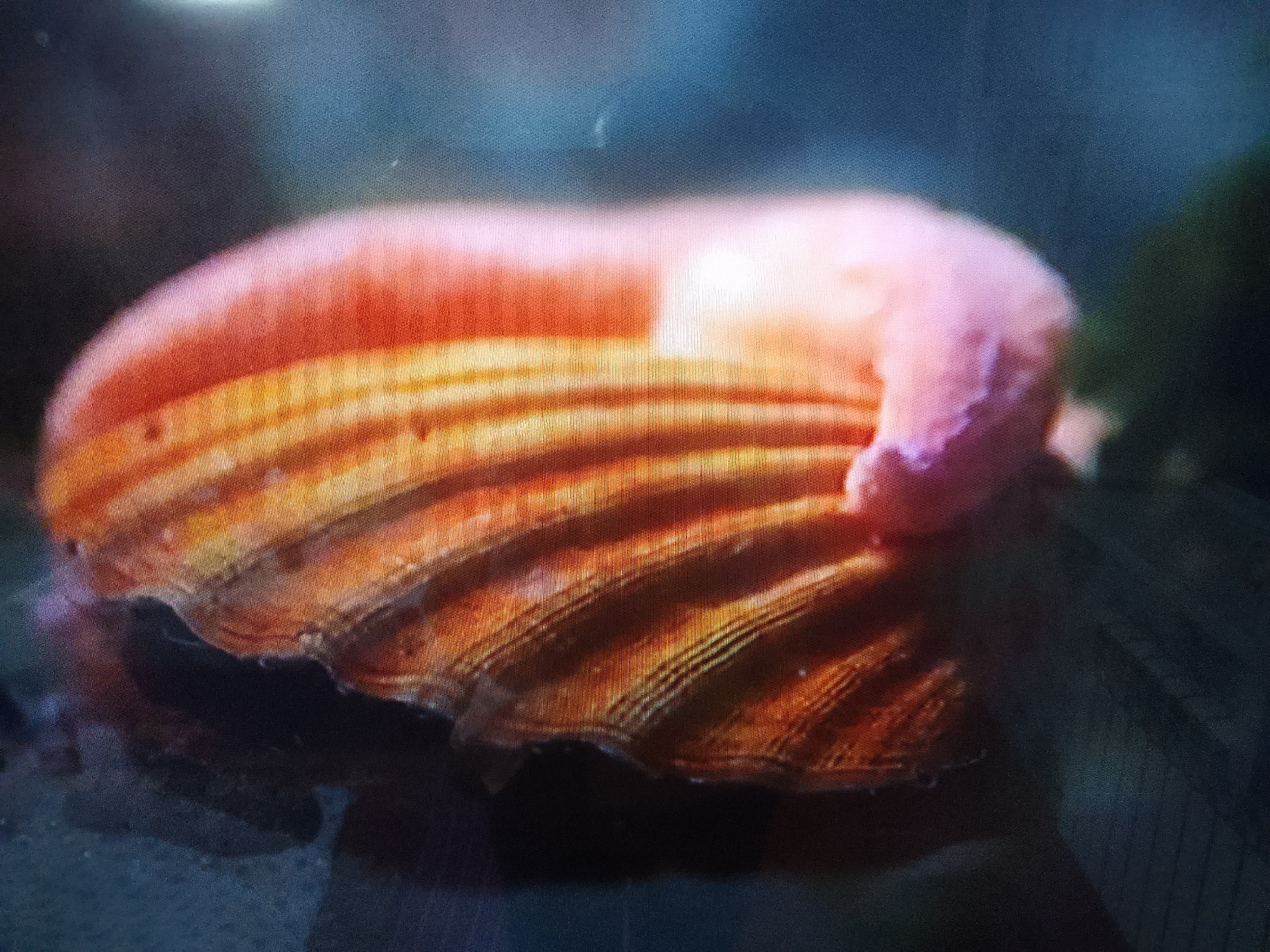 The image shows a close-up, low-angle shot of a pink and orange shell with ridges. The shell is partially submerged in water, with a dark, out-of-focus background. There is no discernible location in Dushanbe, Tajikistan, or any people, actions, or interactions present in the image.