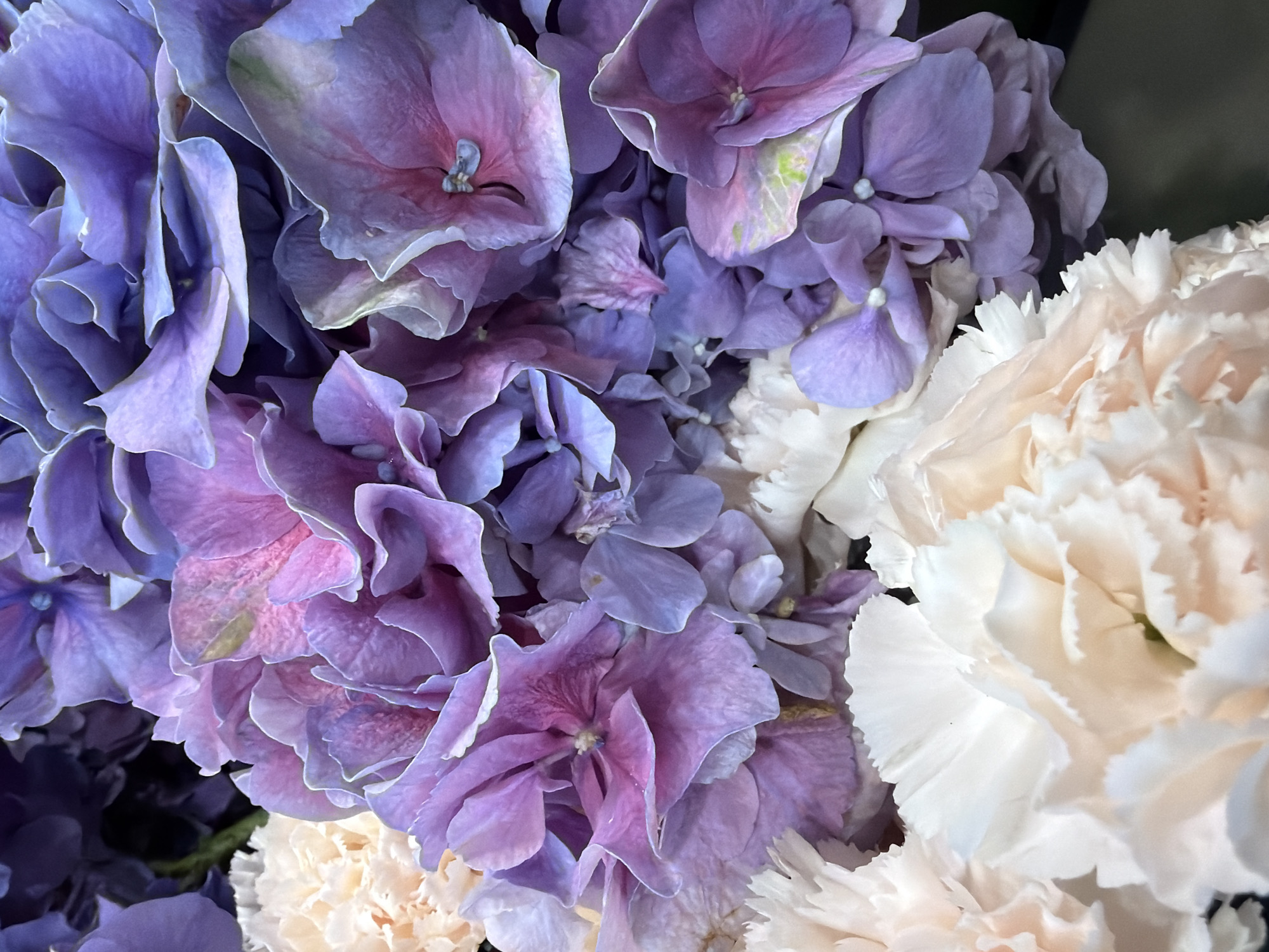 This media file is a close-up, eye-level photograph of a floral arrangement. The arrangement features a mix of purple and white flowers, possibly hydrangeas and carnations. The purple flowers are large and have ruffled petals, with some exhibiting shades of pink and green. The white flowers are also densely packed with delicate, fringed petals. The lighting is soft, suggesting an indoor setting or an overcast day. There is no visible text or any indication of people or a specific event. The overall impression is one of natural beauty and delicate textures.