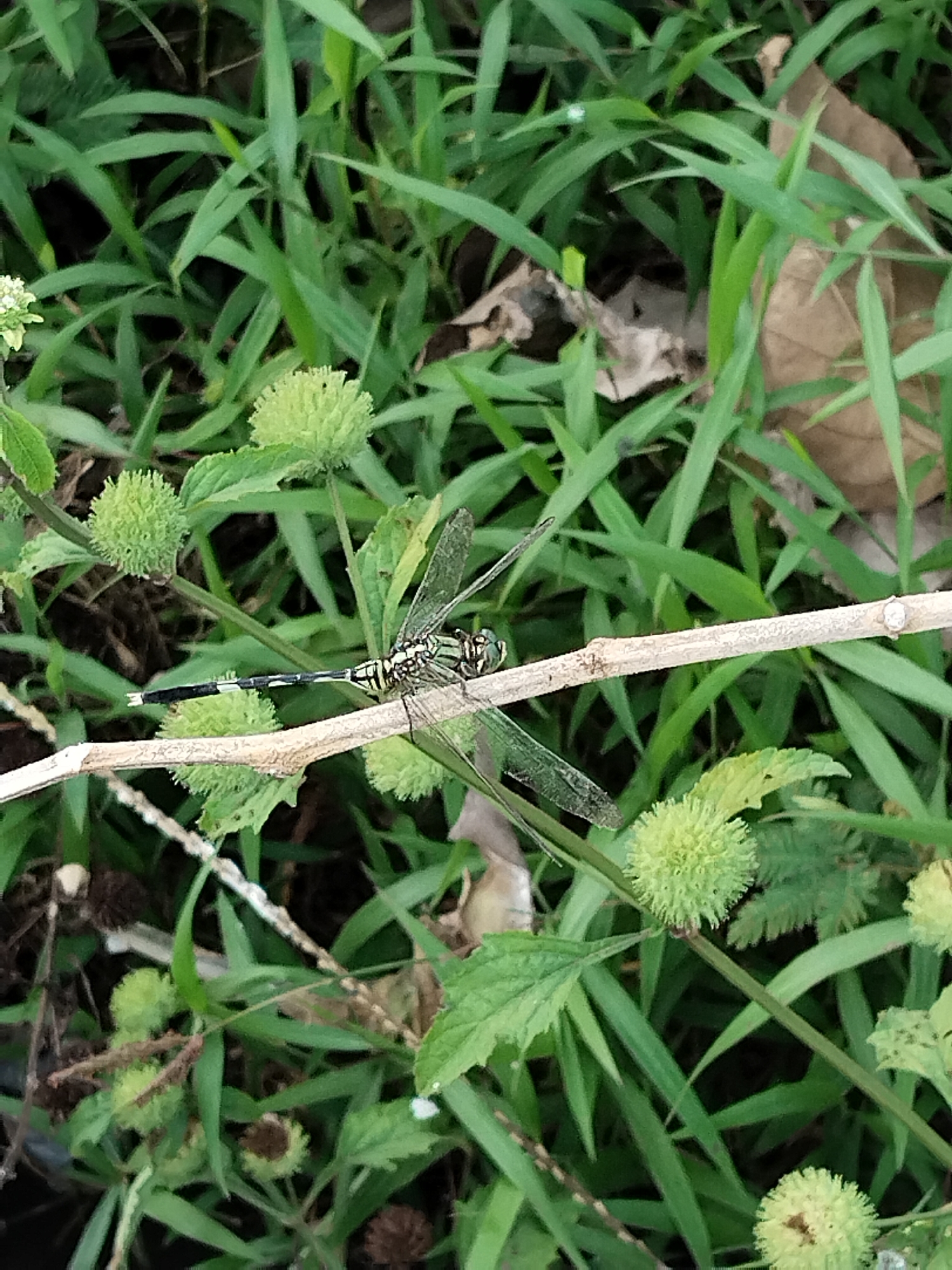 A dragonfly with a black and yellow banded abdomen rests on a light-colored twig that is positioned diagonally across the frame. The dragonfly's wings are transparent and delicate. The background is filled with lush green foliage, including long, thin blades of grass and some round, light green seed pods. A large, dry brown leaf is visible in the upper right corner. The lighting suggests it is daytime.