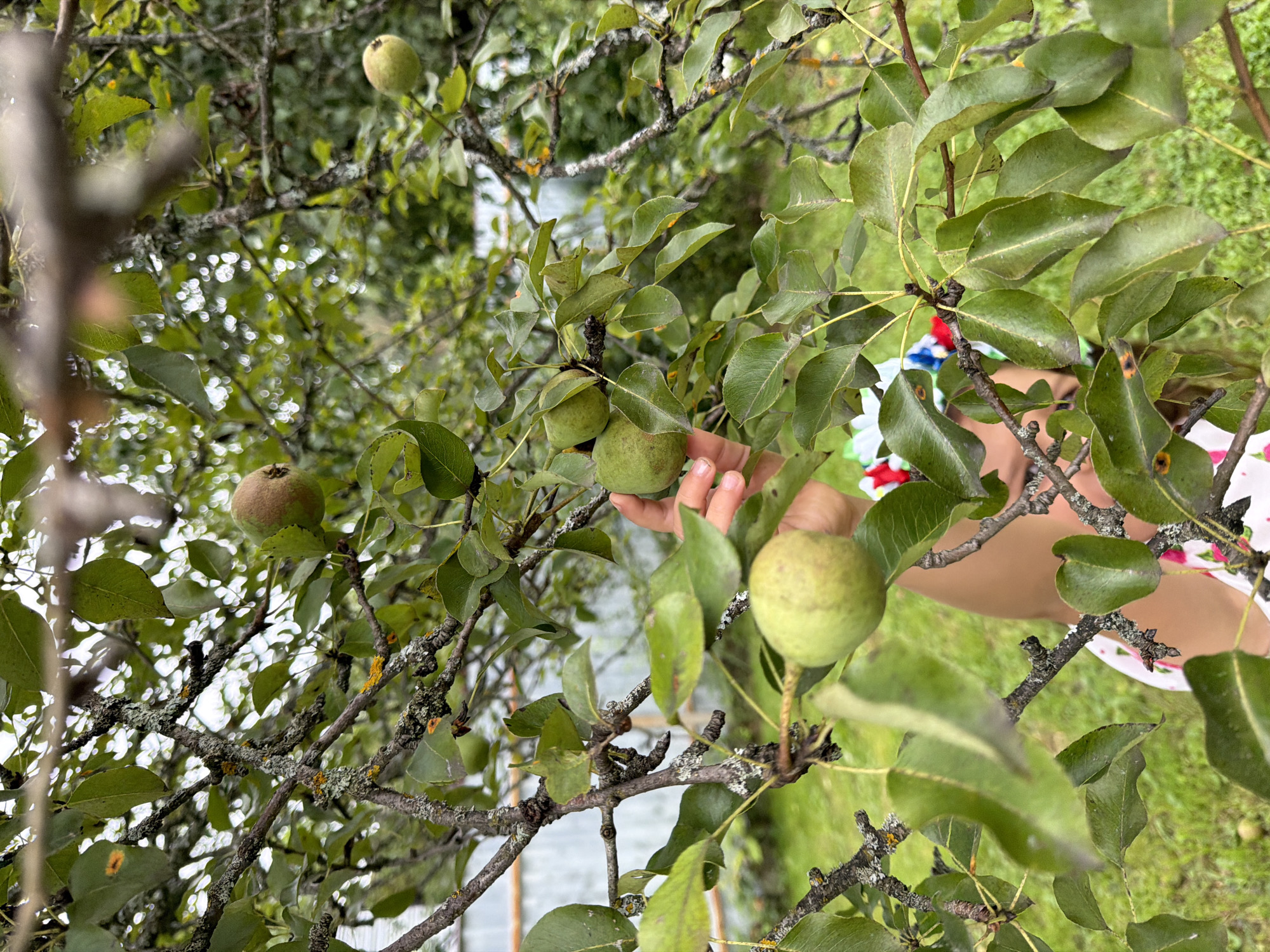 In Pokrov, Russia, a close-up shot focuses on a pear tree with several green pears and abundant leaves. A person's hand is visible, reaching towards one of the pears. The background shows a blurred green grassy area and parts of a fence. The lighting suggests an outdoor, possibly overcast, day.