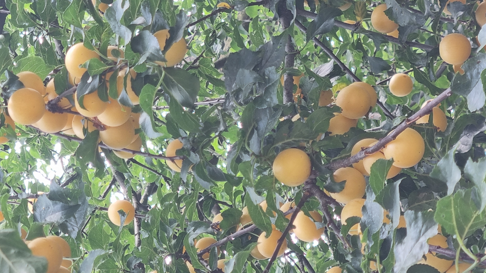 This is a vertical, medium-shot, eye-level, natural light photograph of ripe yellow plums hanging from tree branches in a garden. The plums are round and vary in size, clustered together in some areas and more spaced out in others. They are a bright yellow, with some appearing slightly orange. The leaves are a dark green, some of them are obscured by the plums. The branches are brown and textured, with some thinner twigs visible. The background consists of more green foliage and areas of bright sky filtering through the leaves. The image appears to be taken in an outdoor setting, likely a backyard or orchard. Without further information, the exact location in Berehove, Ukraine, cannot be determined from the image alone. There are no people or animals present in the photograph.