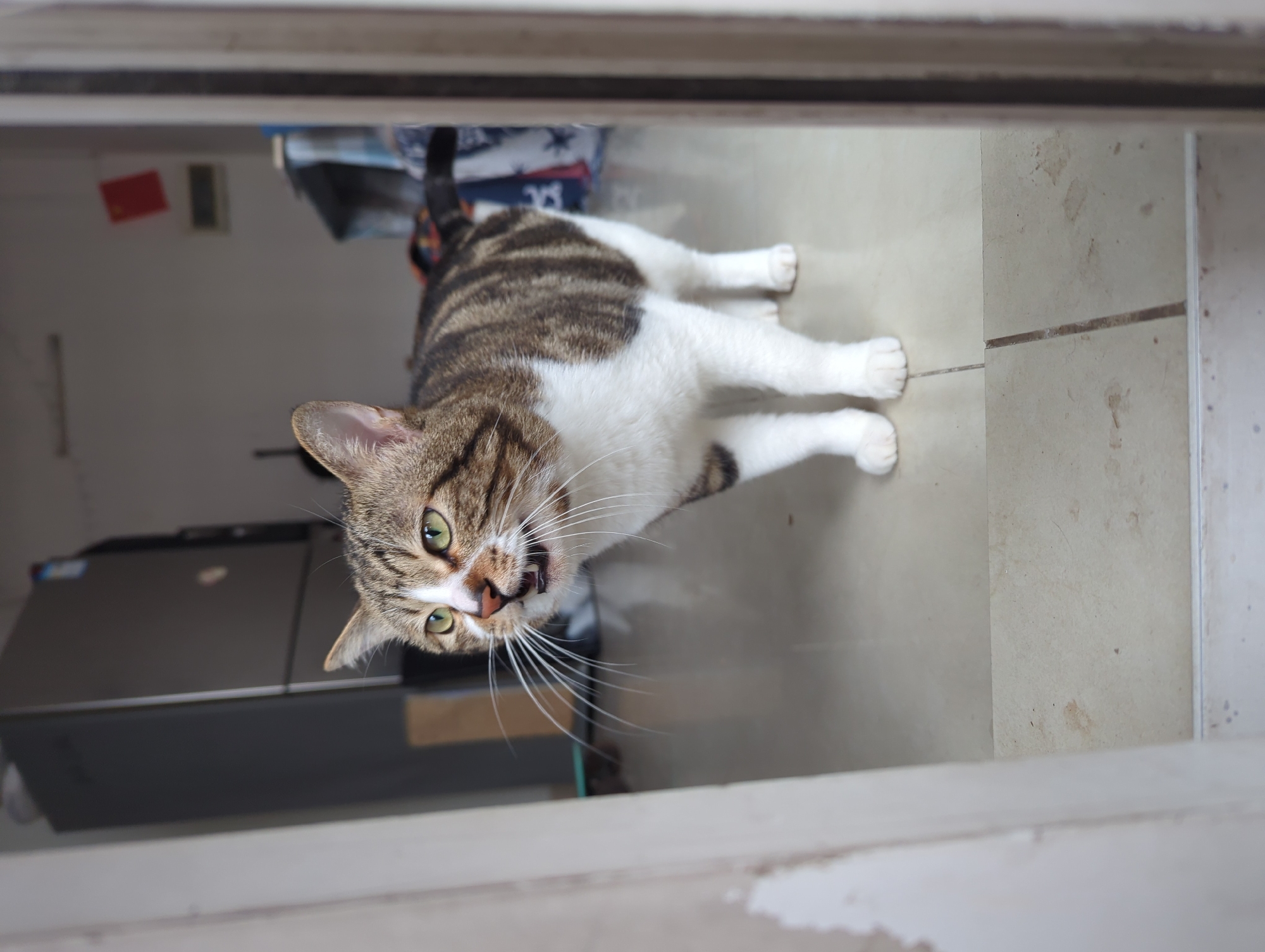 A medium shot from a high angle shows a tabby cat with green eyes and white paws standing on a tiled floor. The cat is facing the camera with its mouth slightly open, possibly meowing. The scene appears to be an interior space, with a refrigerator visible in the background on the left. There is bedding and other items on a shelf in the background. The photograph seems to have been taken through a doorway or opening. The presence of a refrigerator suggests the location is likely a kitchen or similar utility area. While there are no overt indicators to confirm the specific location as Shunde District, China, the interior details do not contradict a residential setting common worldwide.