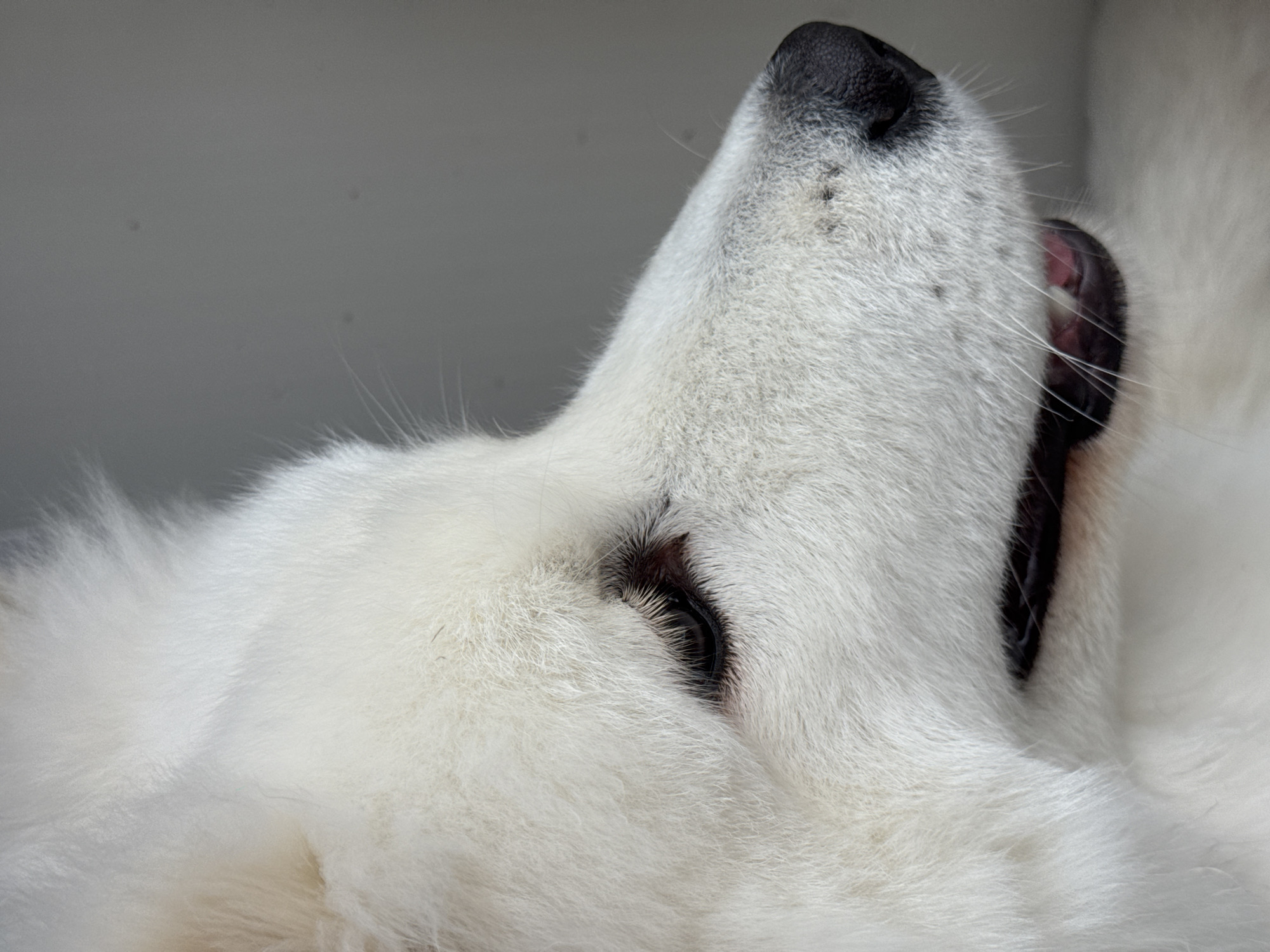 A close-up shot focuses on a fluffy, white dog. The dog's head is positioned with its nose pointing upwards, and its tongue is slightly visible. One eye is partially visible and closed. The dog appears to be resting or lying down. The background is a blurry, light gray color.